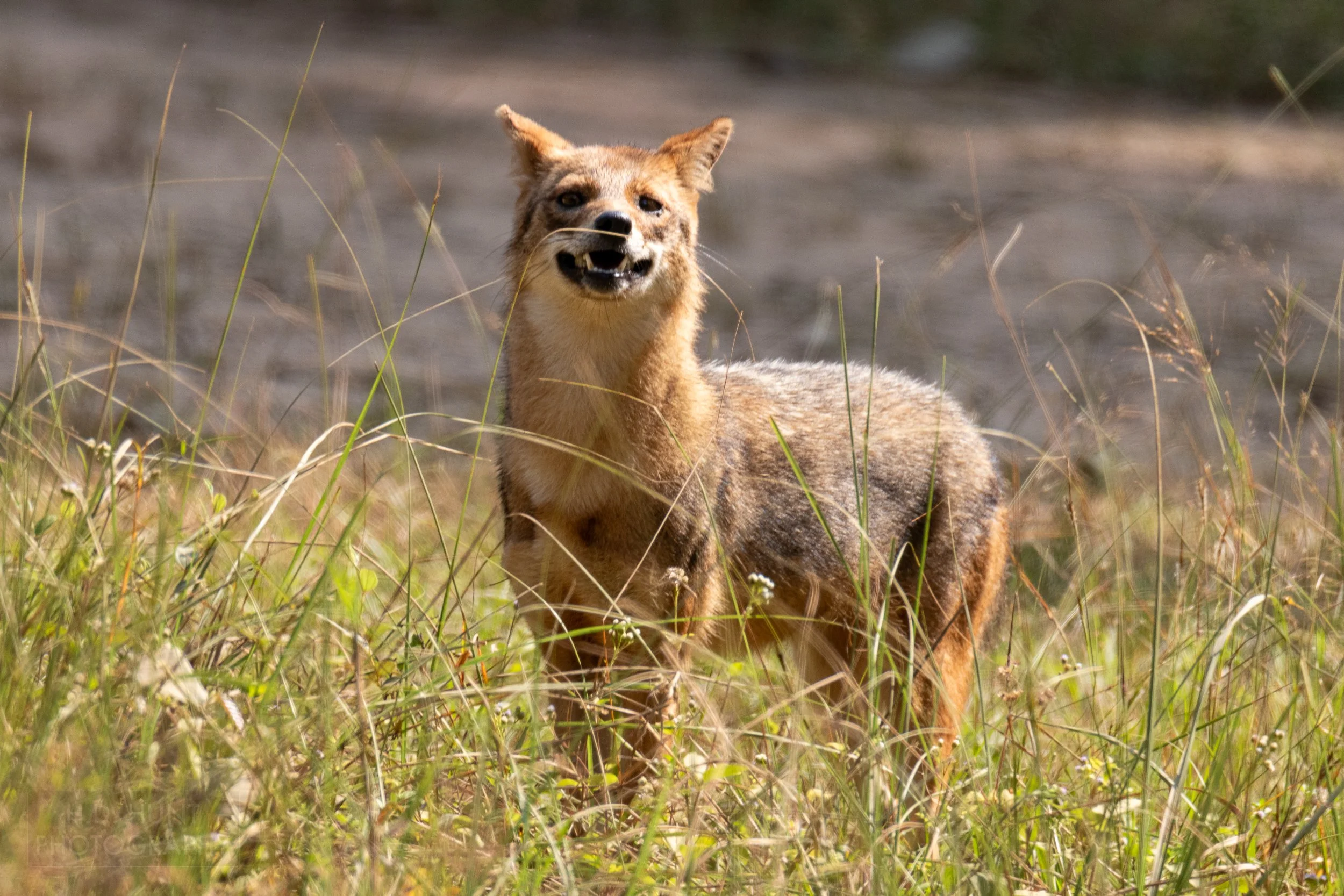 A reddish-brown jackal stands partially obscured by tall yellow and green grass in Kanha Tiger Reserve, India.