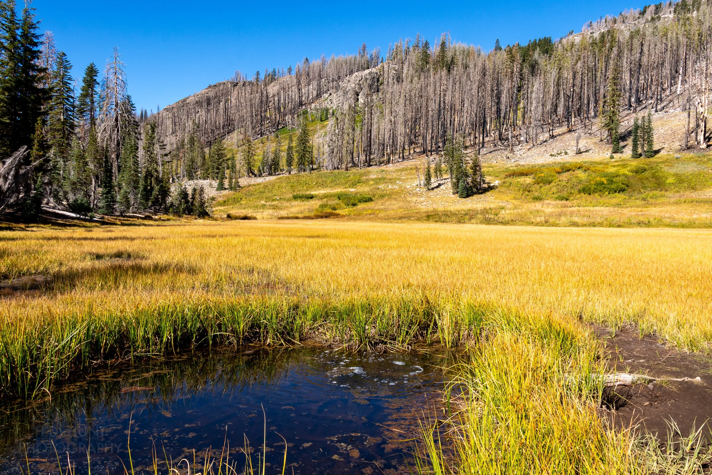 Water bubbles from a small pond which is fringed by bright yellow grass, Lassen Volcanic National Park, California, United States.