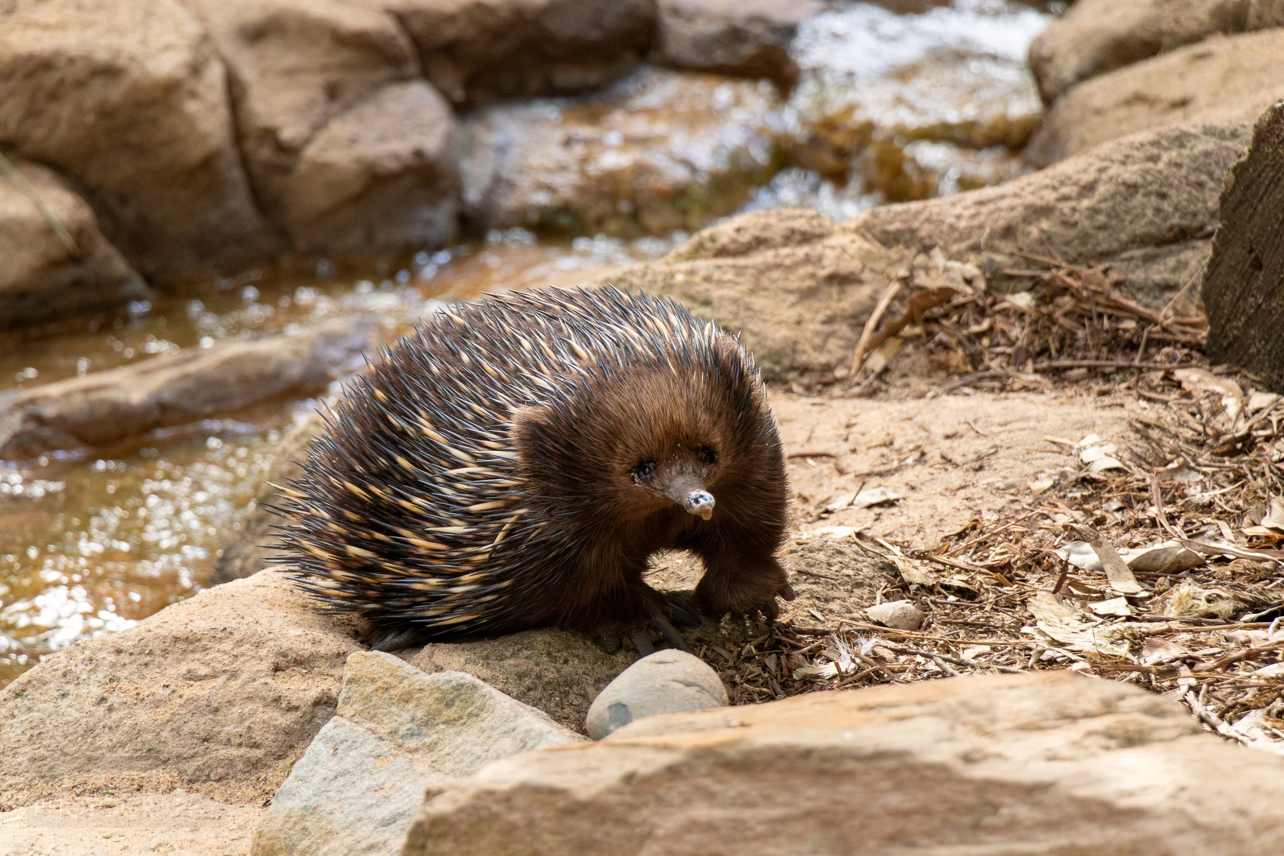 An echidna walks gingerly from a small stream towards a rock, Featherdale Wildlife Park, Doonside, Australia.