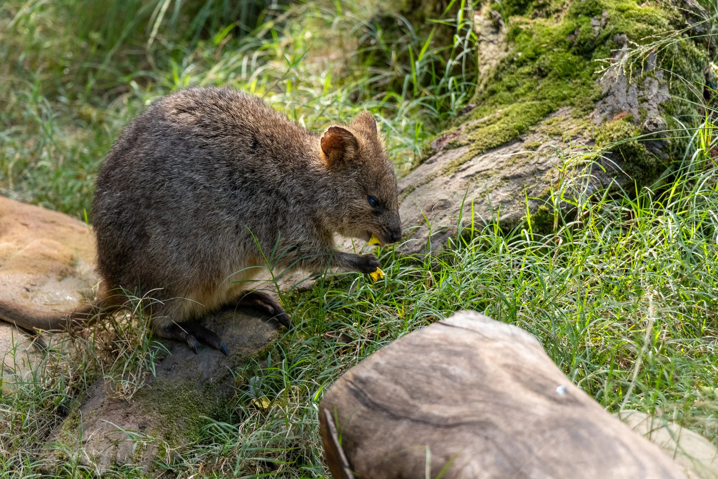 A quokka eats a yellow leaf in a grassy enclosure at Featherdale Wildlife Park, Doonside, Australia.