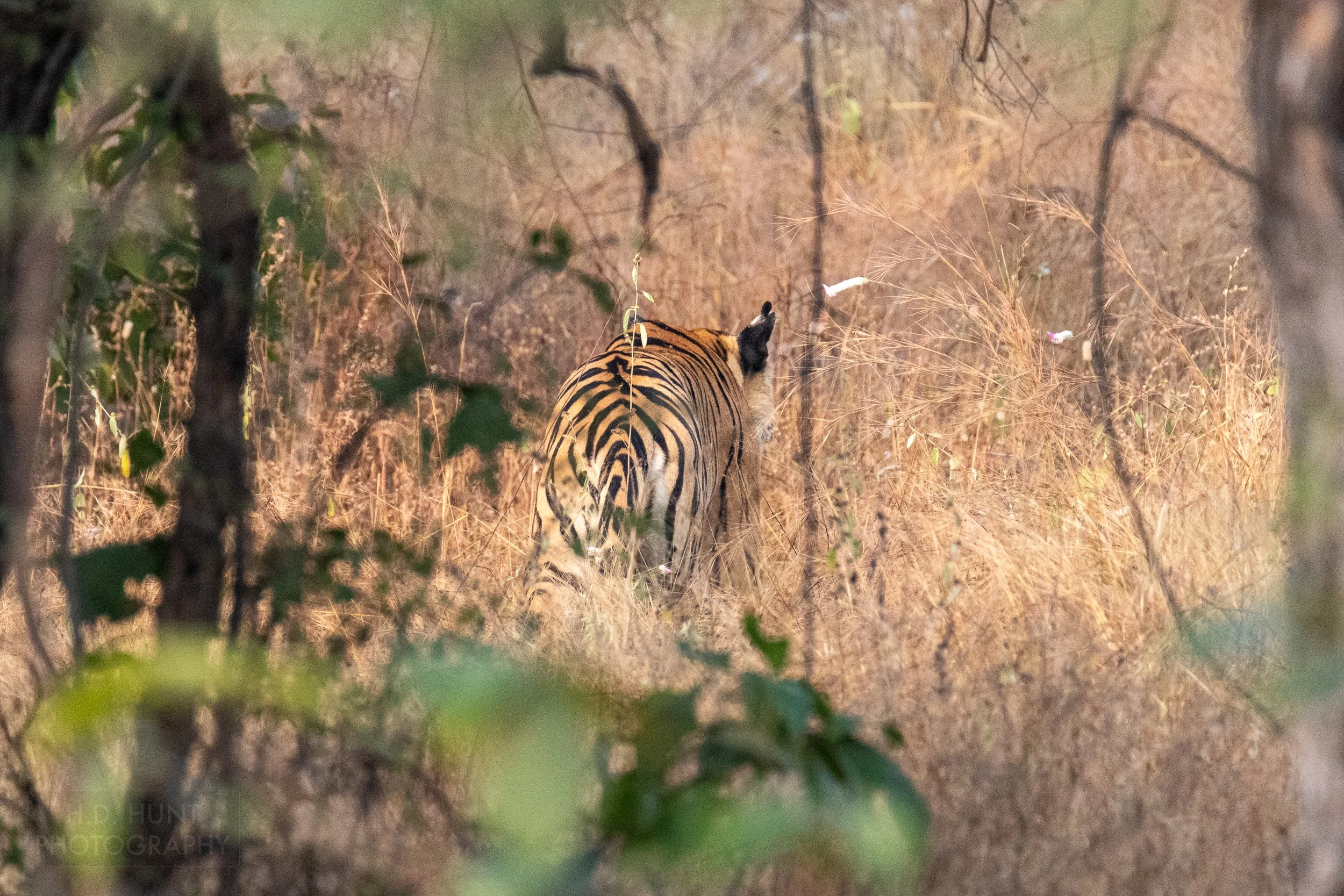 A tiger walks through tall yellow grass in Panna National Park, India.