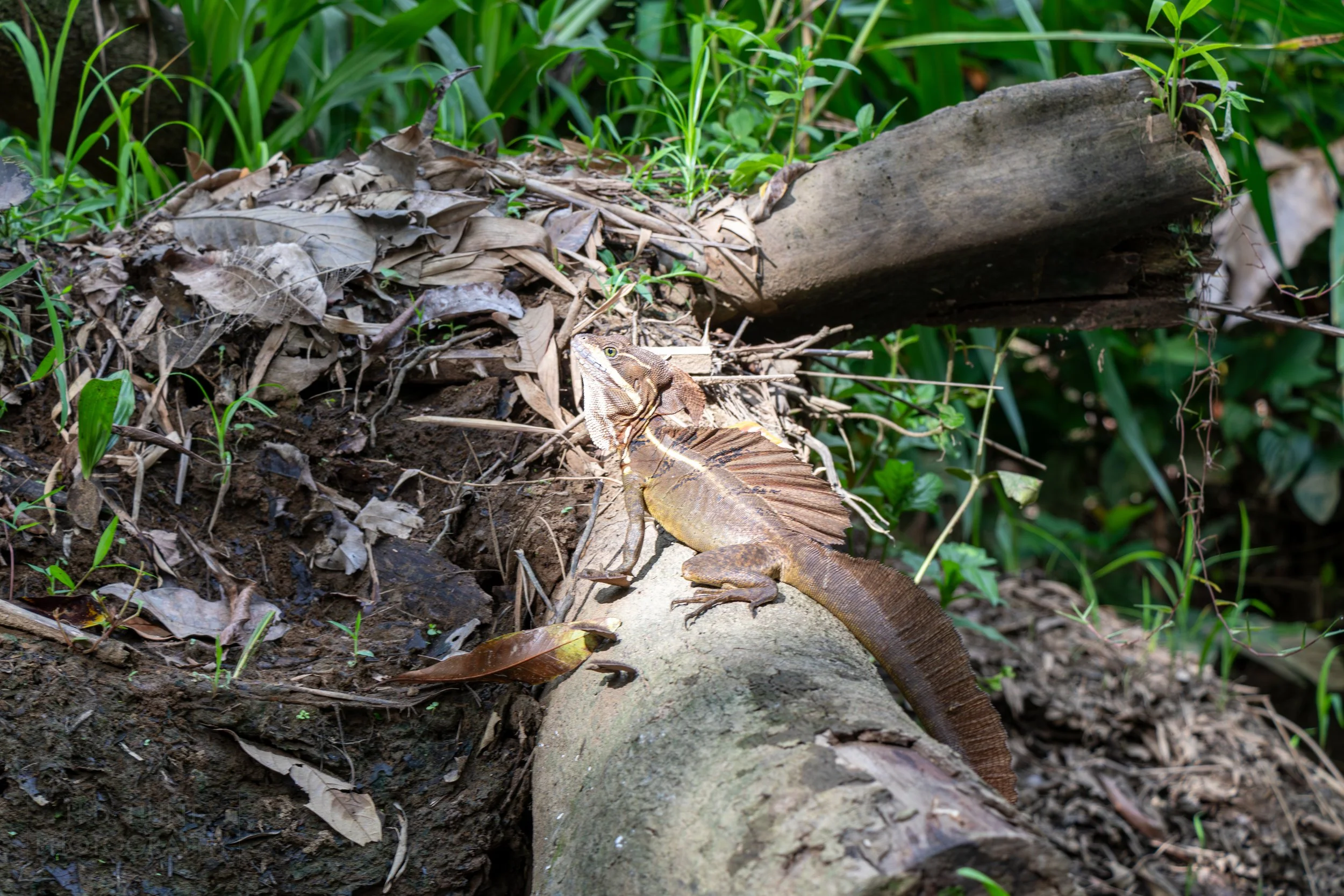 A Jesus Christ lizard sits atop a dead tree in the mangrove swamps outside Quepos, Costa Rica.