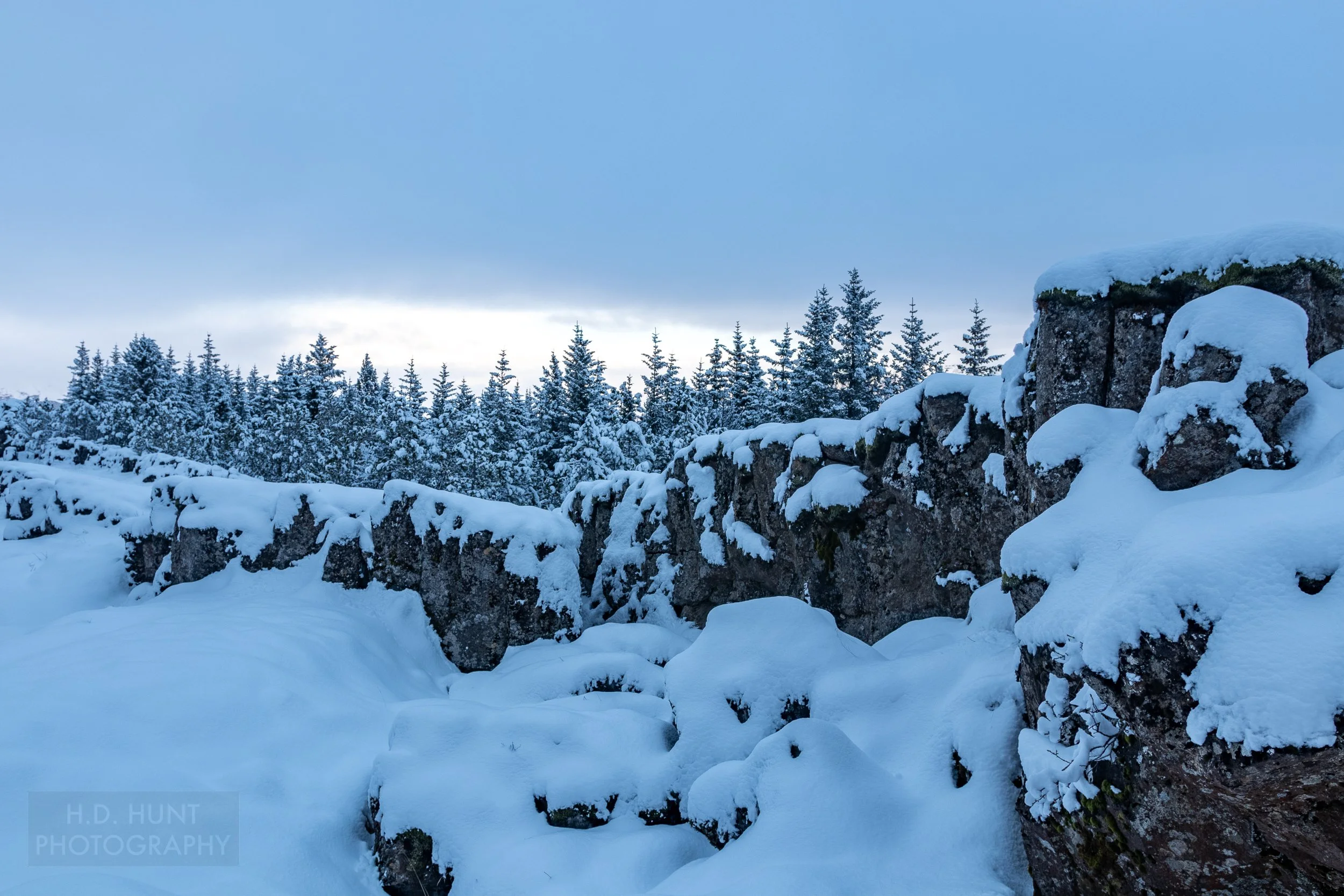 Snow covers dark colored rock with snow-covered pine trees in the background, Þingvellir, Iceland.