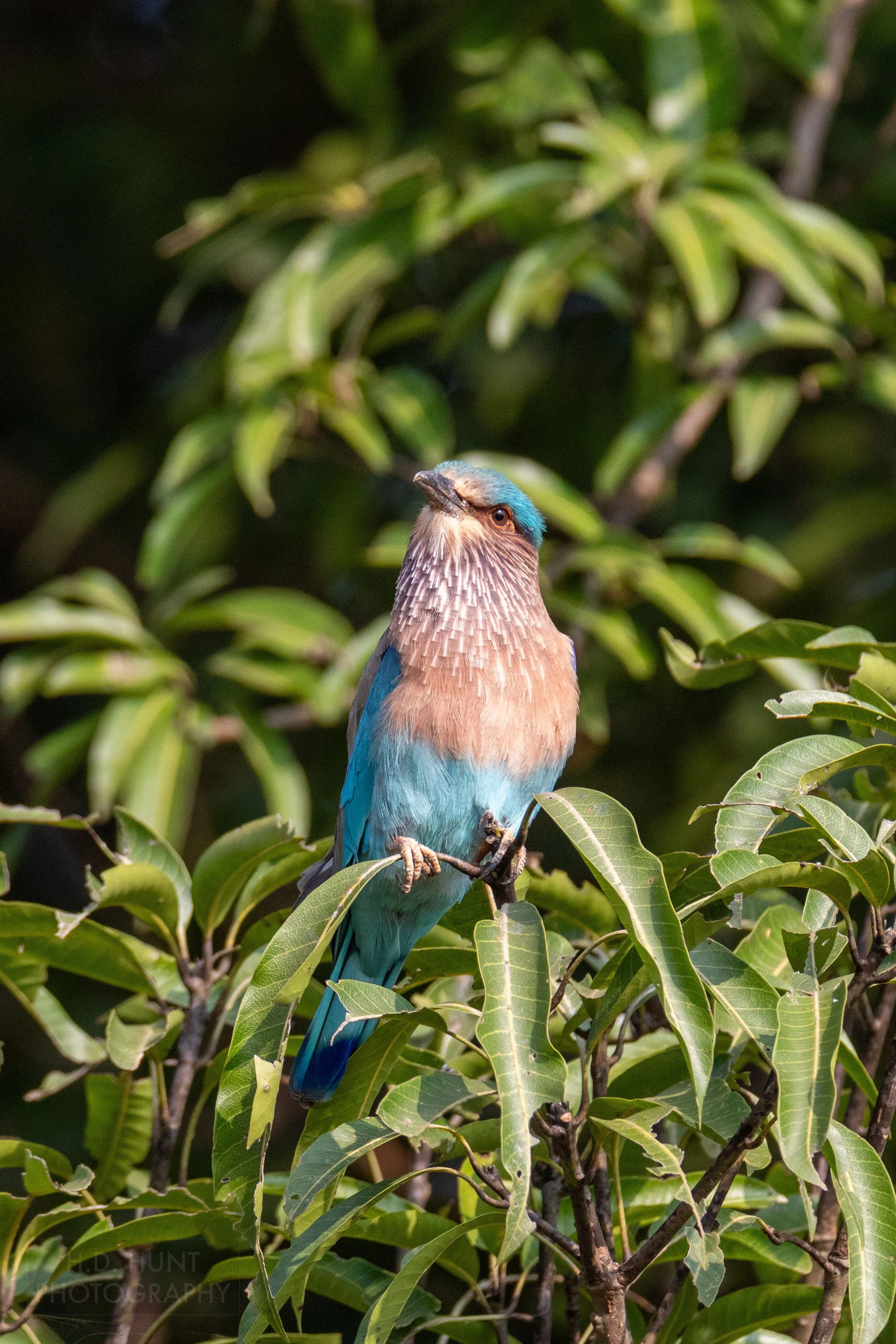 An Indian roller - a bright blue, pink, and purple bird - rests atop a tree branch, Kanha Tiger Reserve, India.