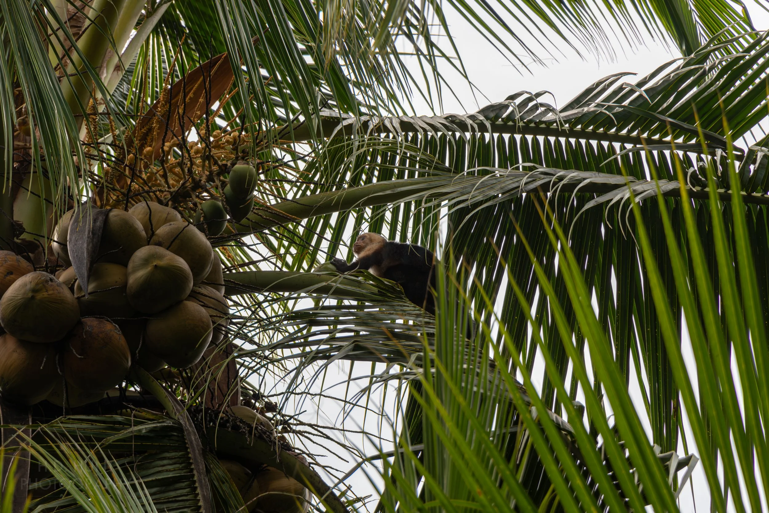 A capuchin monkey sits atop a tree in the mangrove swamps outside Quepos, Costa Rica.