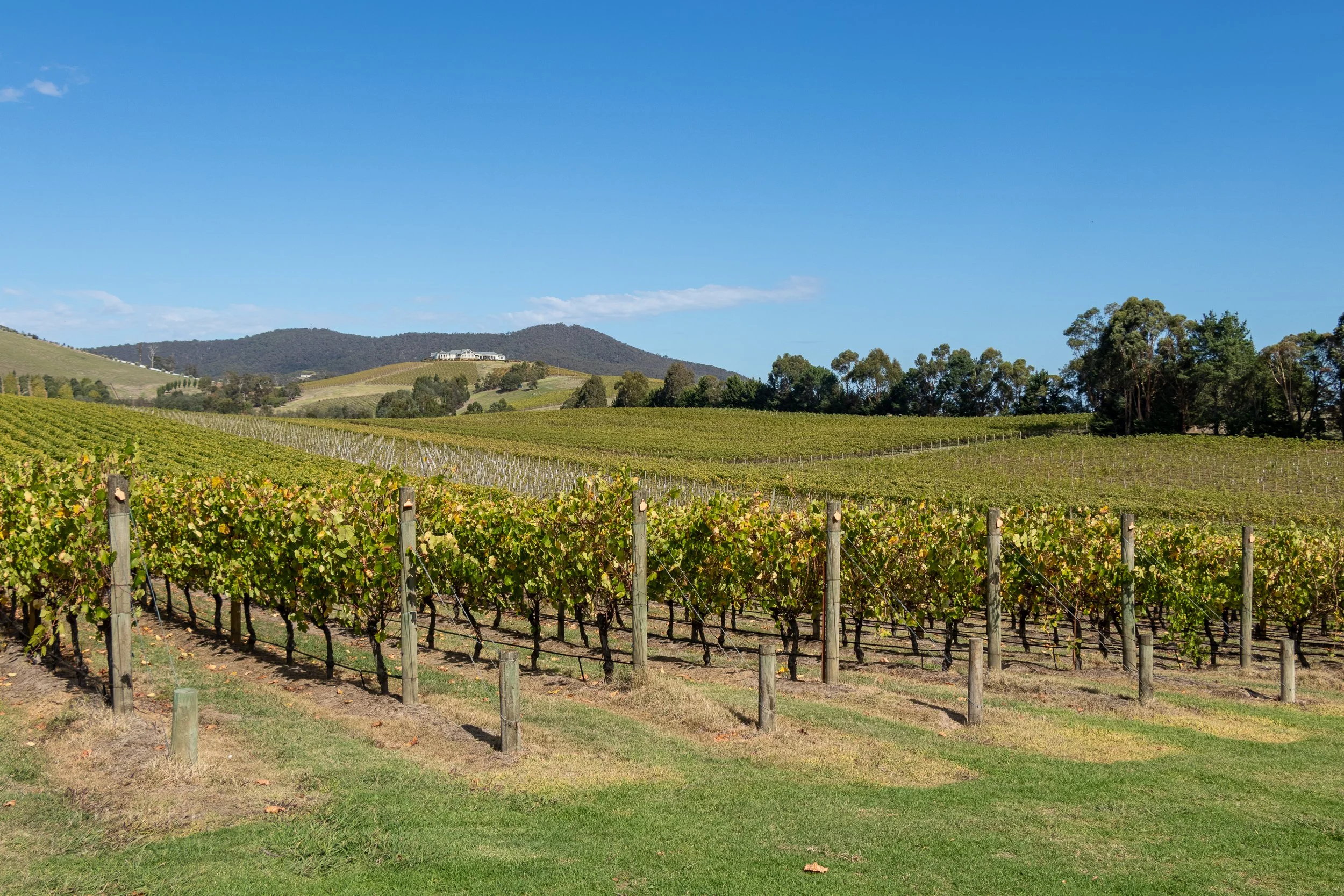Vineyard grapes stretch far into the background before being met by a large estate home, SOUMAH of Yarra Valley, Australia.