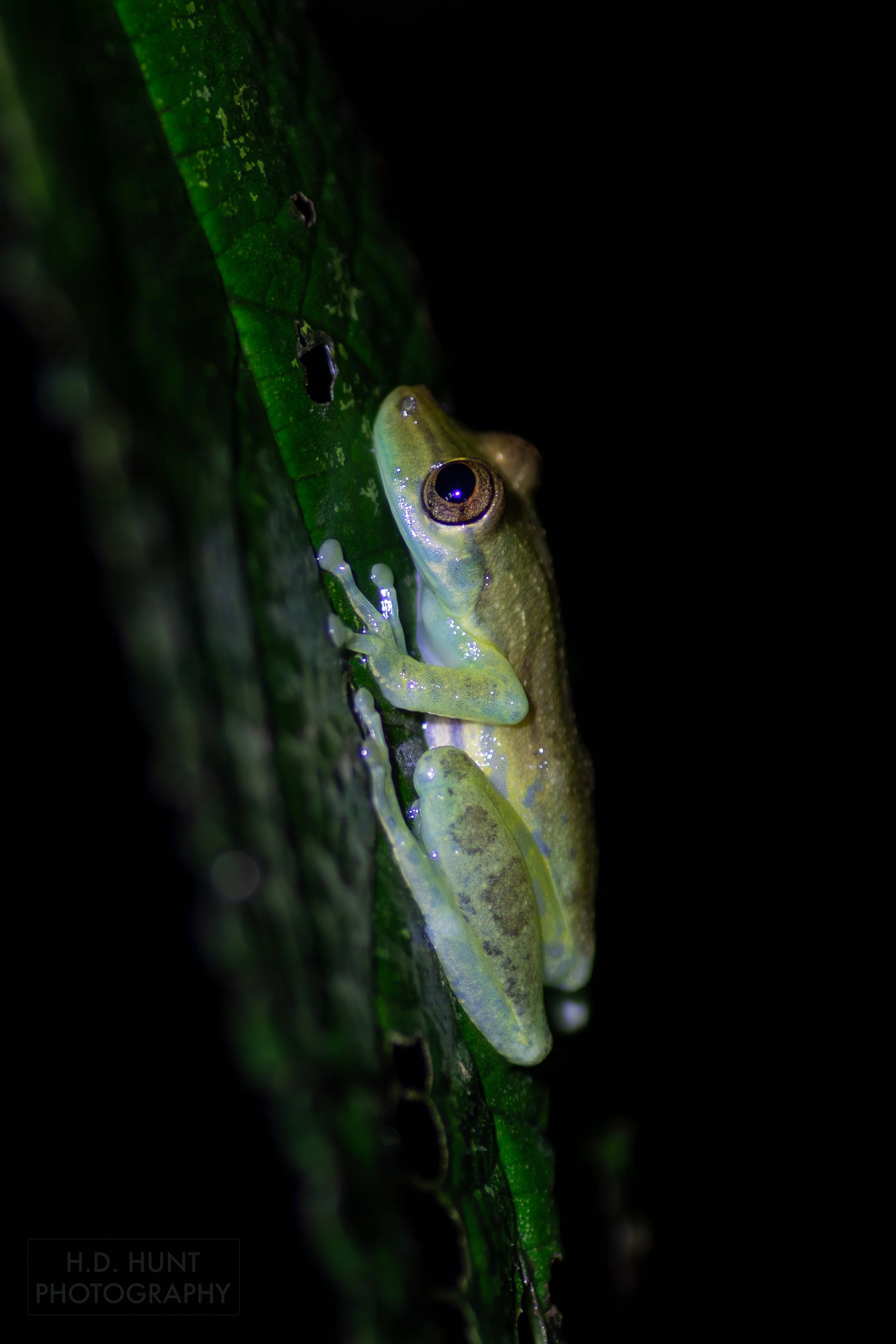 An olive snouted treefrog sits atop a leaf in the jungle forest beneath Arenal Volcano, La Fortuna, Costa Rica.