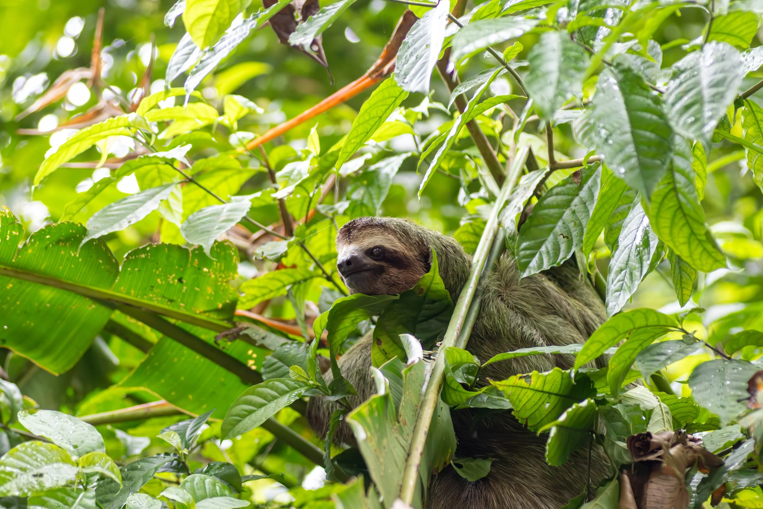 A sloth climbs in a tree in Manuel Antonio National Park, Quepos, Costa Rica.