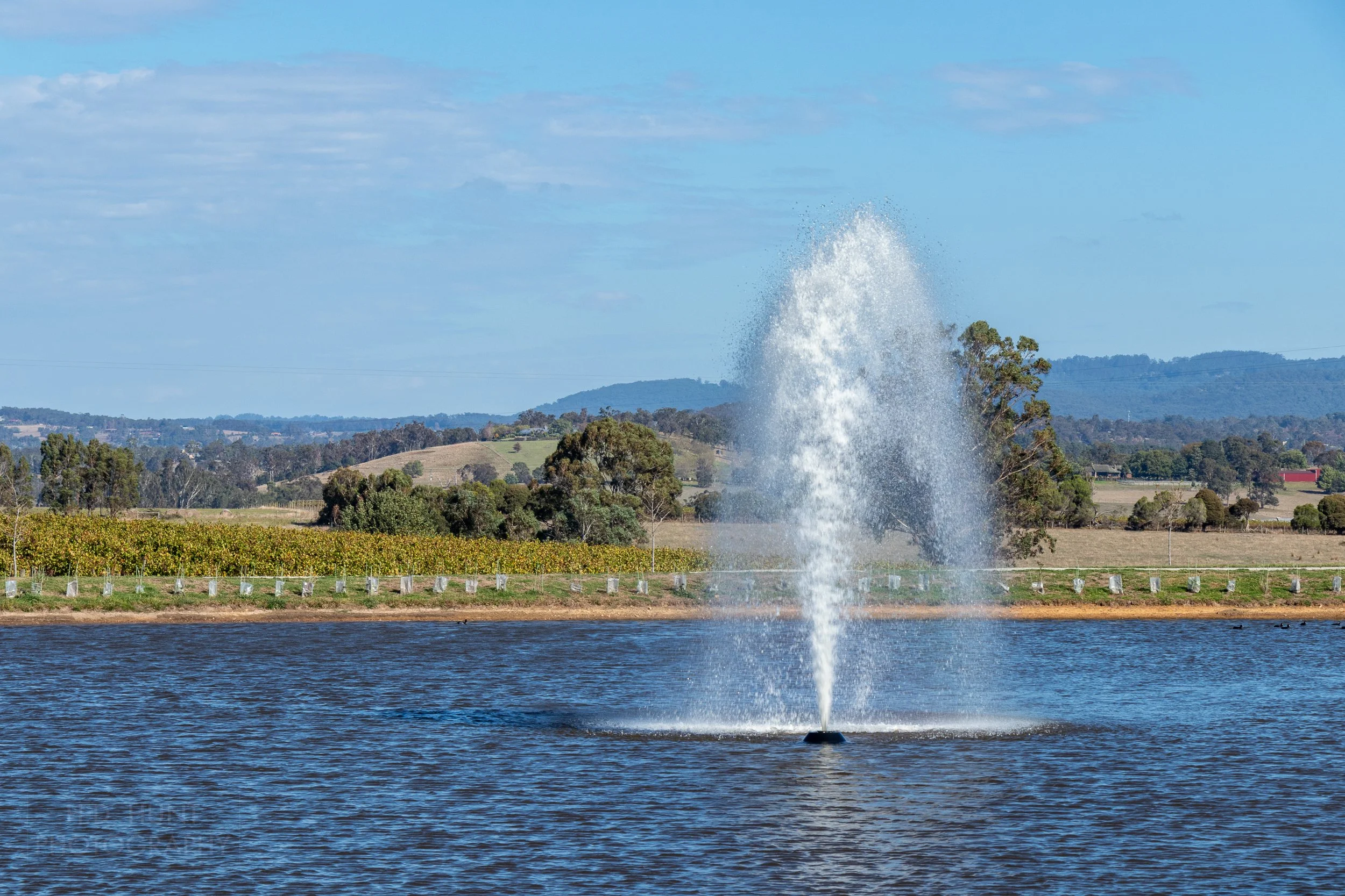 A large fountain sprays water into a large blue lake, Helen and Joey Estate, Yarra Valley, Australia.