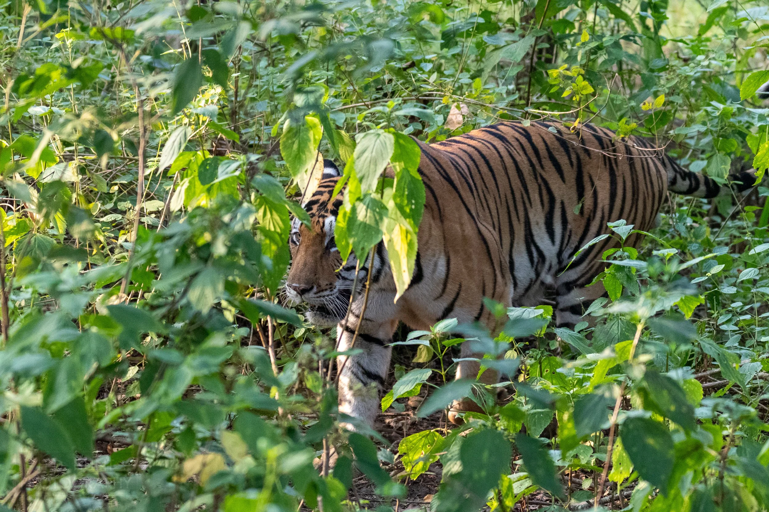 A tiger walks through green scrub and thicket, Kanha Tiger Reserve, India.