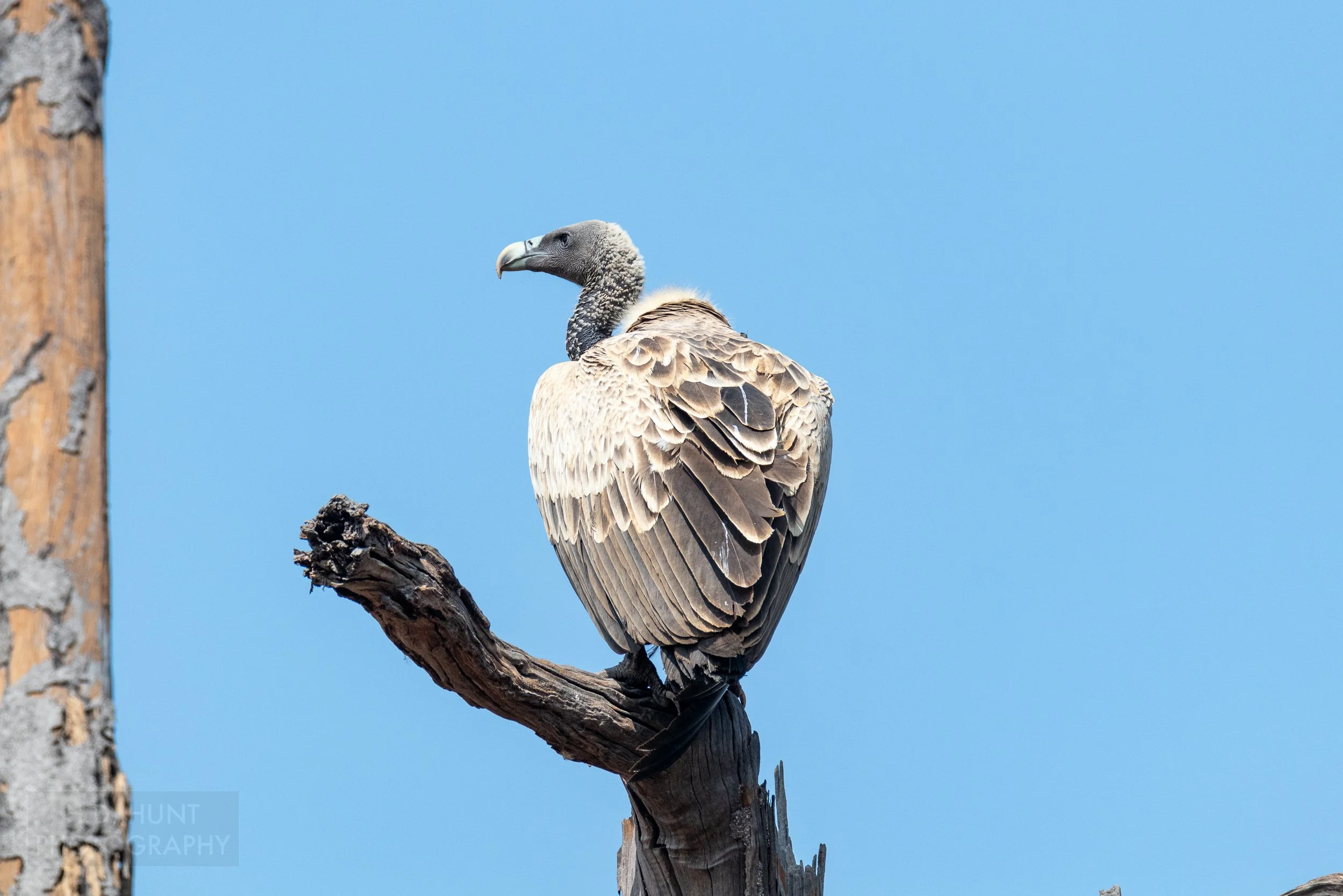 A white and grey Indian vulture sits atop a tree branch in Bandhavgarh National Park, India.