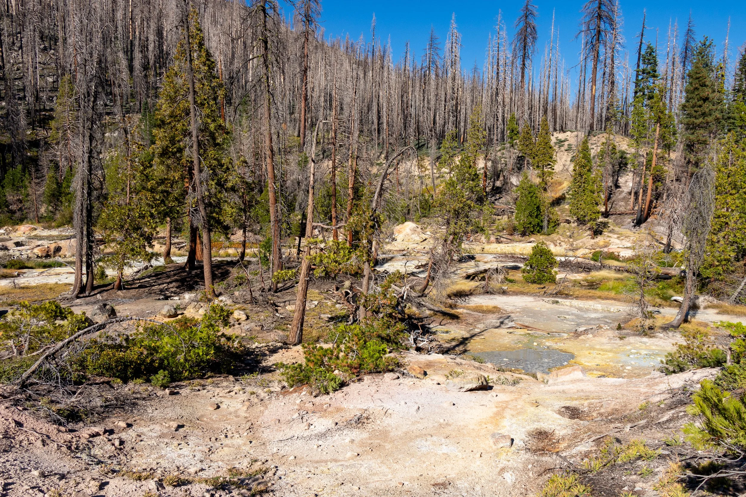 A small grove of trees grows on a hellish landscape of white rock and white-colored rock, Lassen Volcanic National Park, California, United States.