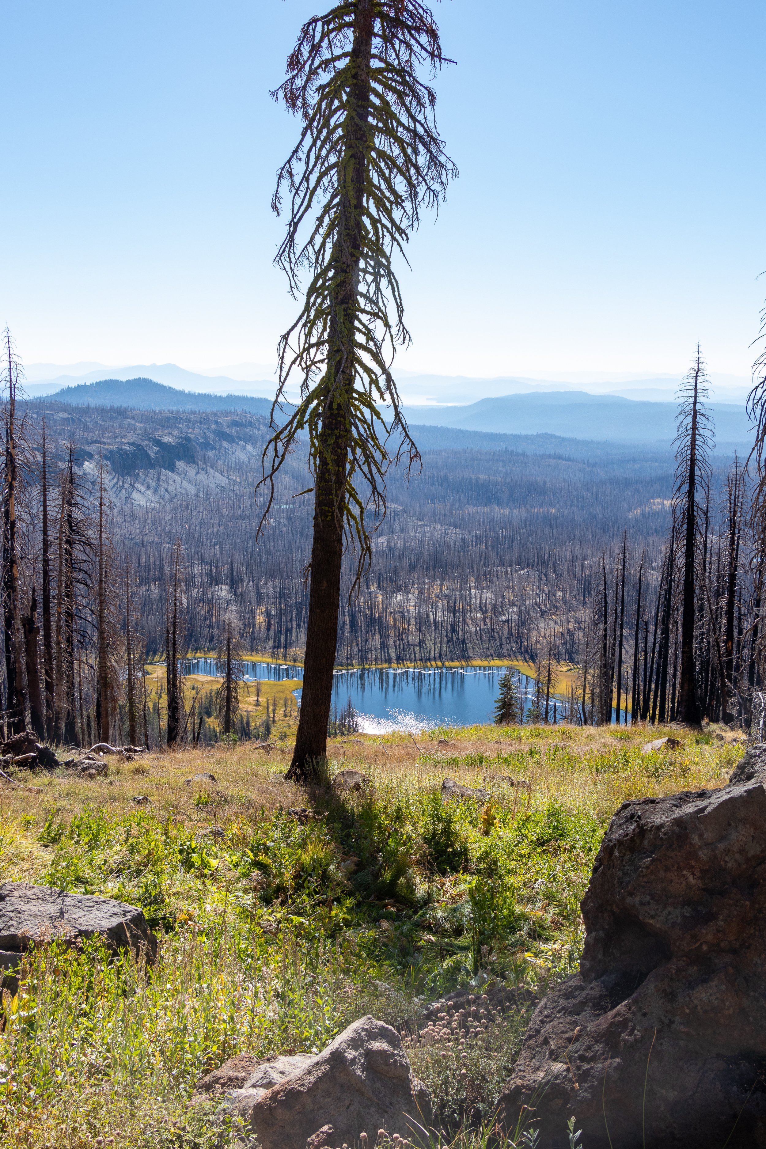 Severely burnt pine trees appear around a small blue-colored lake and stretch far into the background, Lassen Volcanic National Park, California, United States.