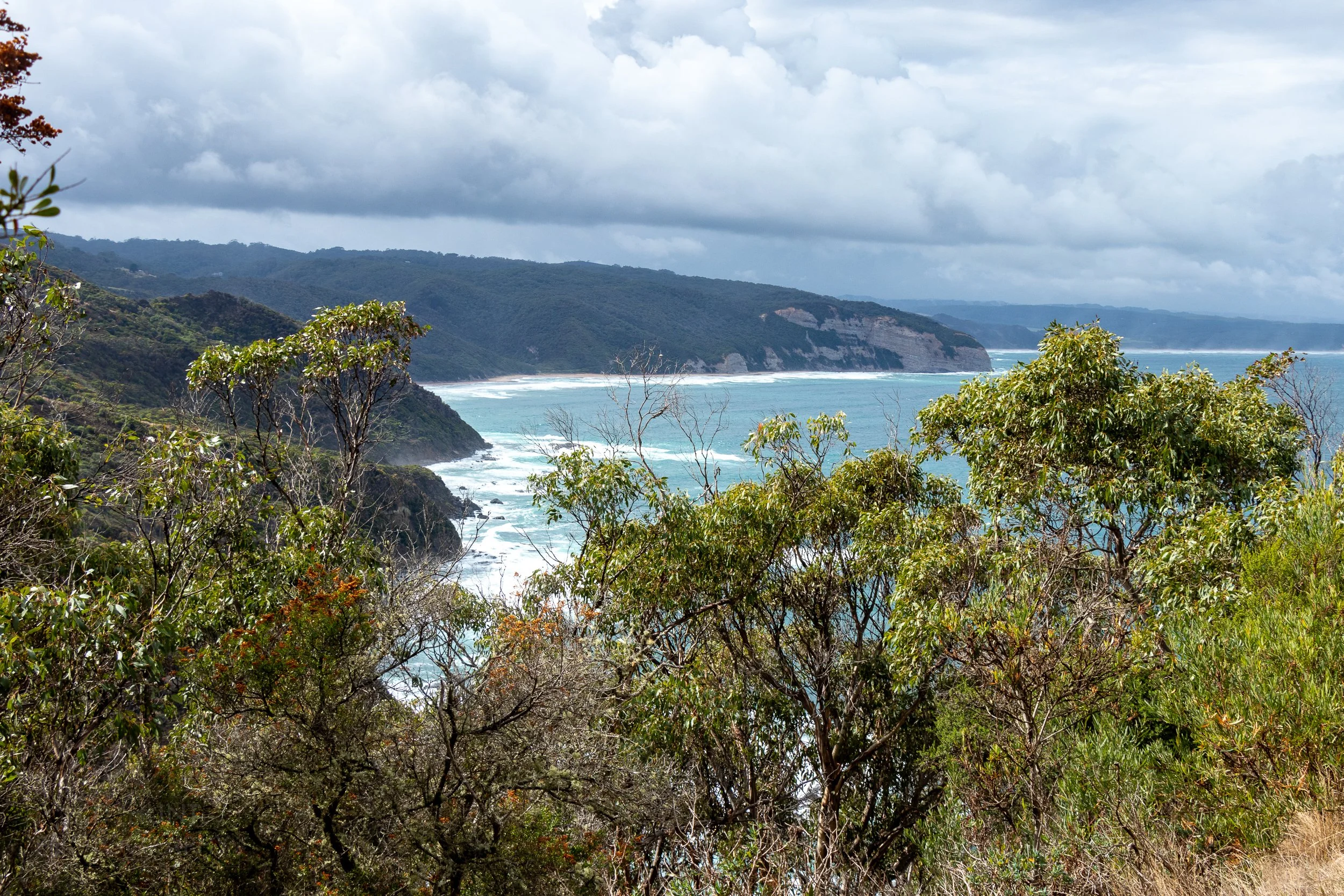 The ocean and tall green shrub-covered cliffs are seen behind trees along The Great Ocean Walk, Victoria, Australia.