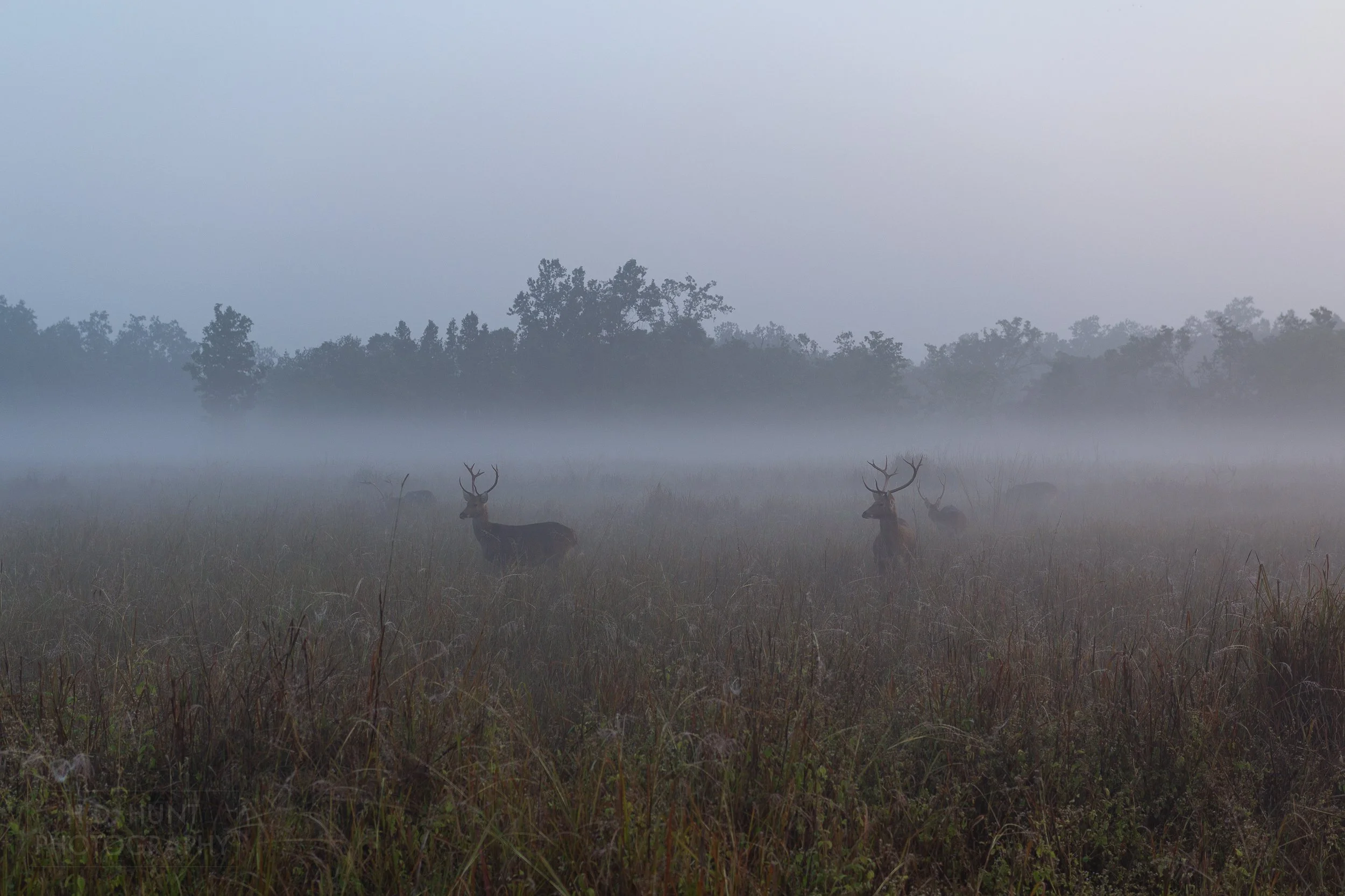 Several barasinga - deer with long horns - congregate in a foggy meadow around sunrise, Kanha Tiger Reserve, India.