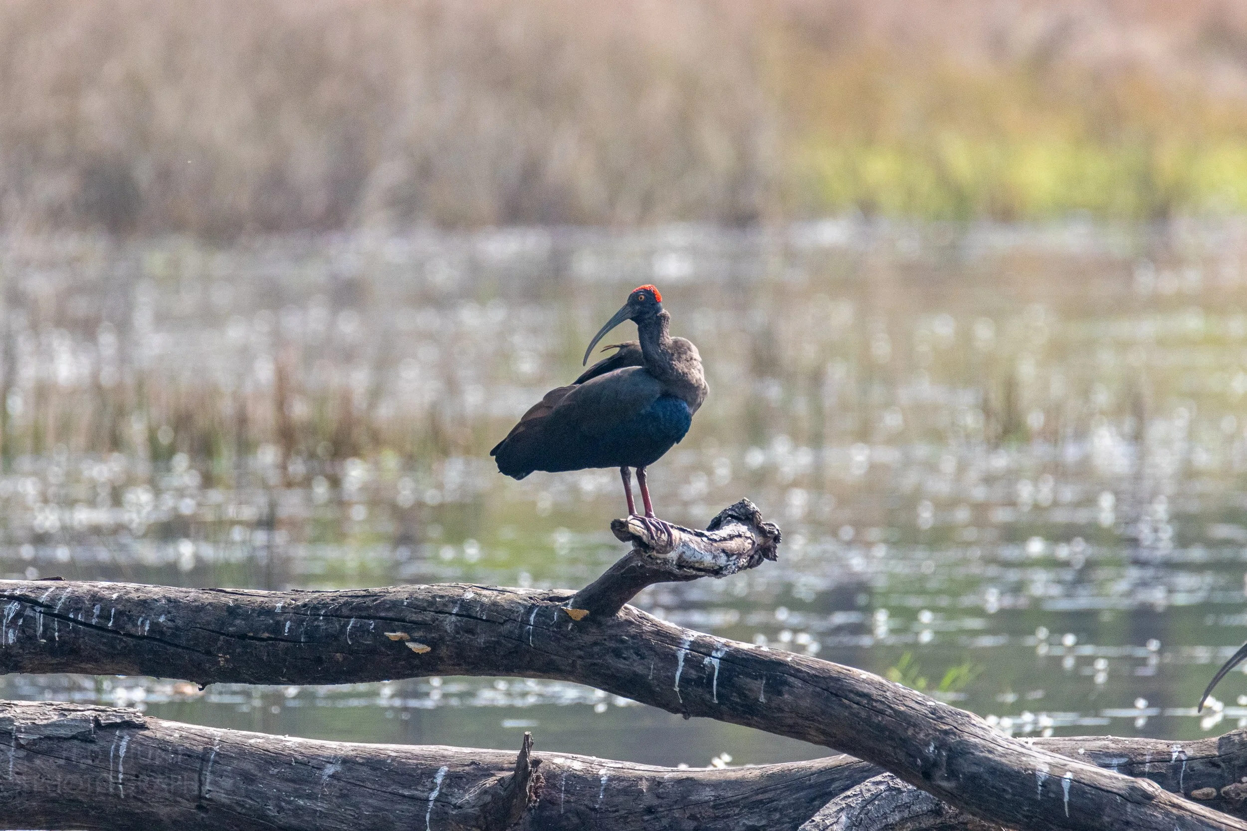 A red-naped ibis - a dark-colored bird with a red crown - sits atop a tree branch next to a pond in Bandhavgarh National Park, India.