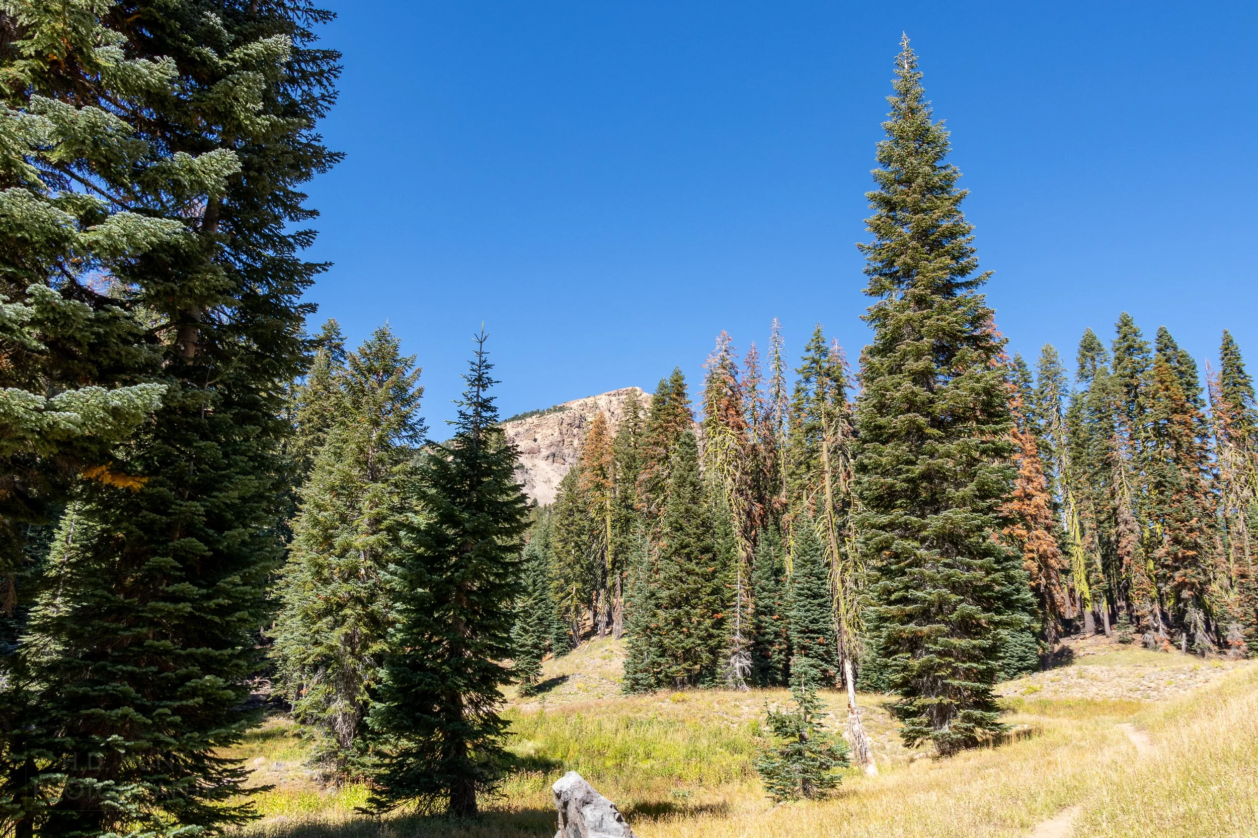 The rocky peak of Brokeoff Mountain can be seen in a gap between tall trees, Lassen Volcanic National Park, California, United States.