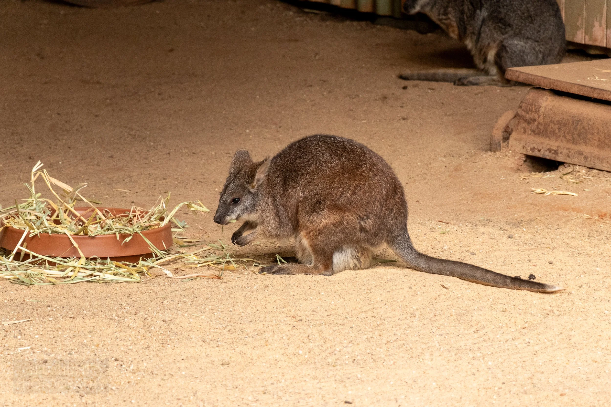 A tammar wallaby eats straw in an enclosure, Featherdale Wildlife Park, Doonside, Australia.
