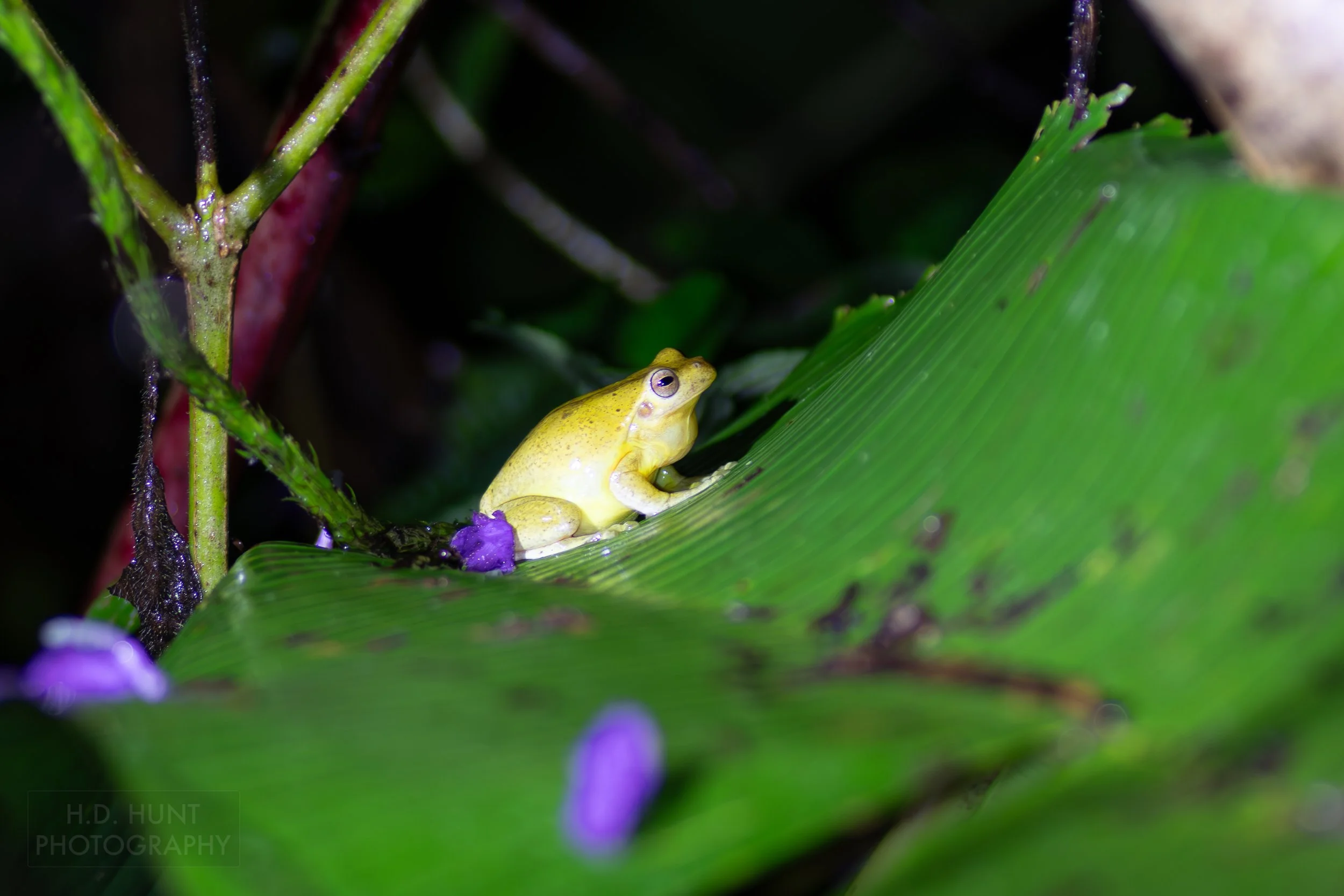 A yellow treefrog sits atop a leaf in a jungle forest beneath Arenal Volcano, La Fortuna, Costa Rica.