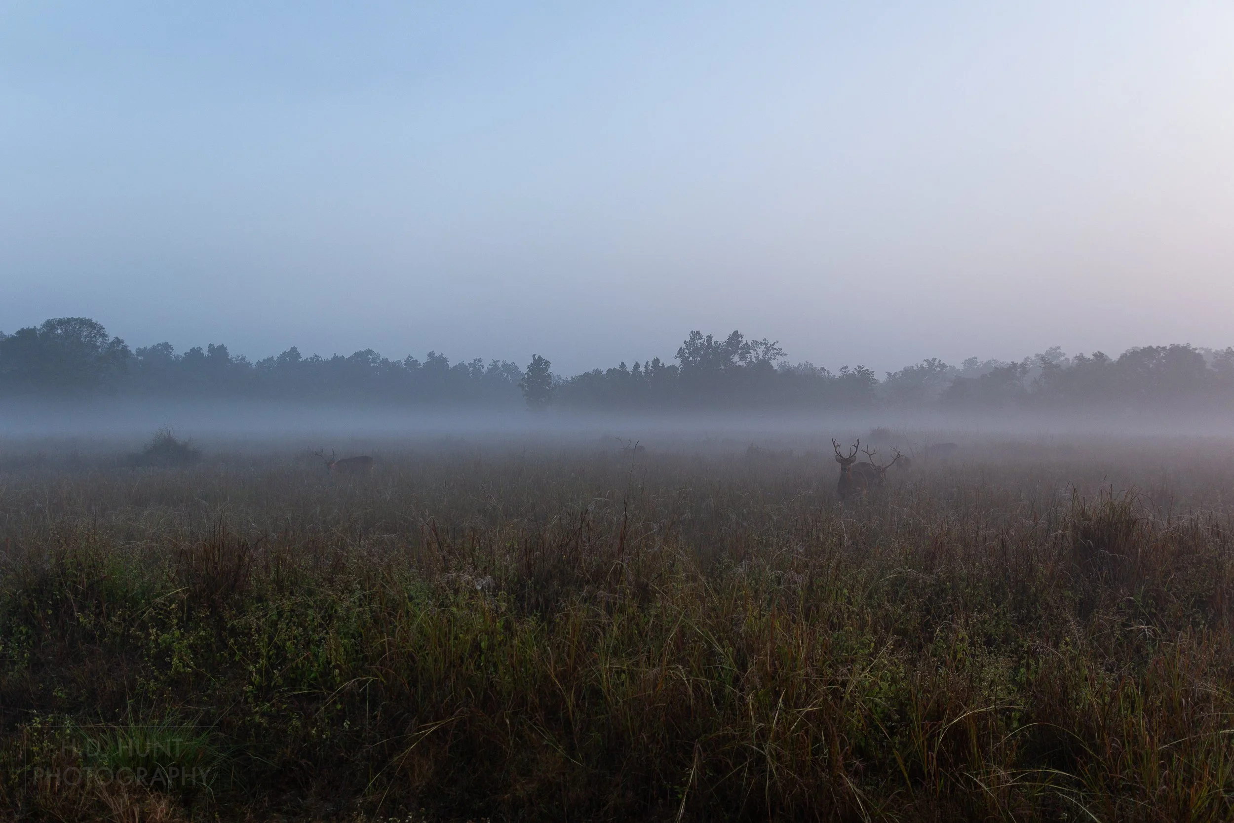 Several deer stand in a foggy grassland meadow, Kanha Tiger Reserve, India.