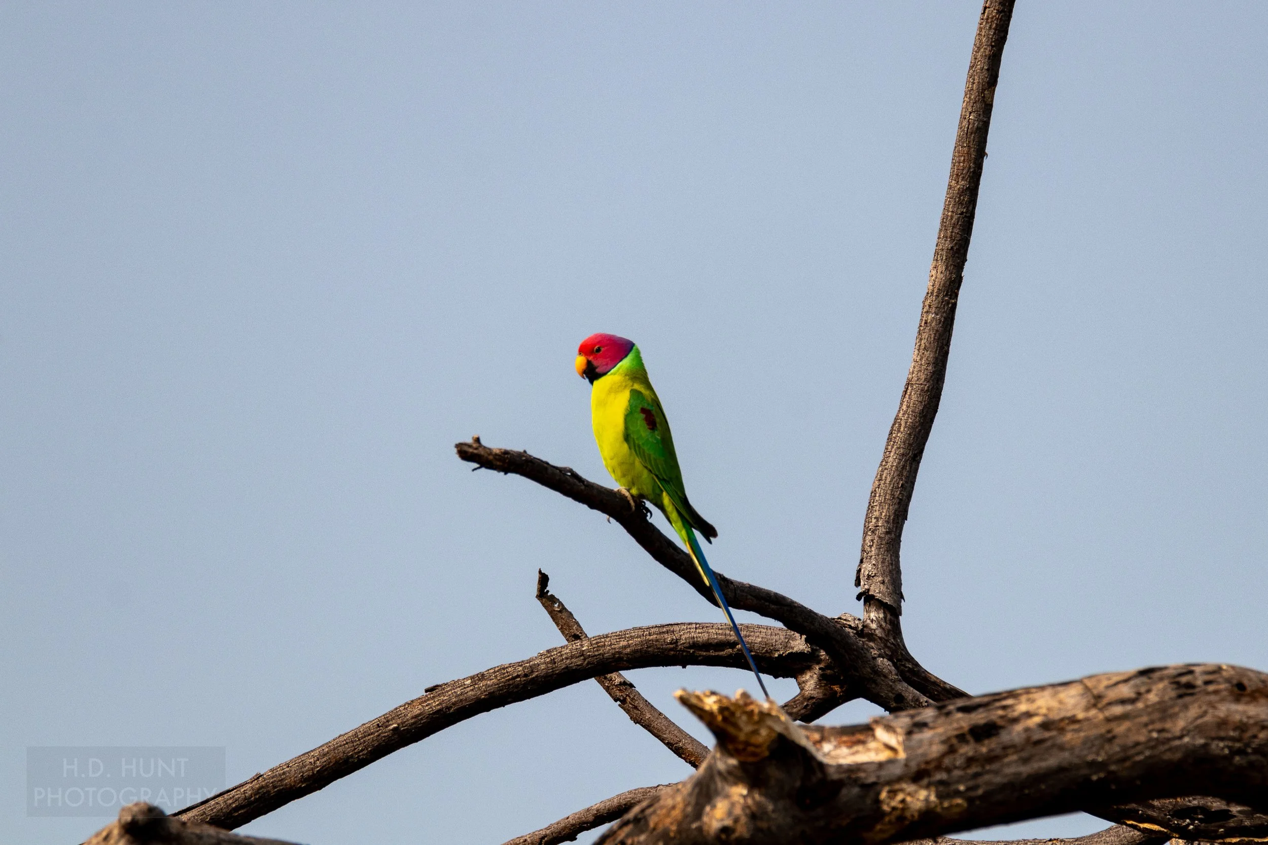 A bright yellow, green, and pink parakeet sits atop a tree branch in Panna National Park, India.