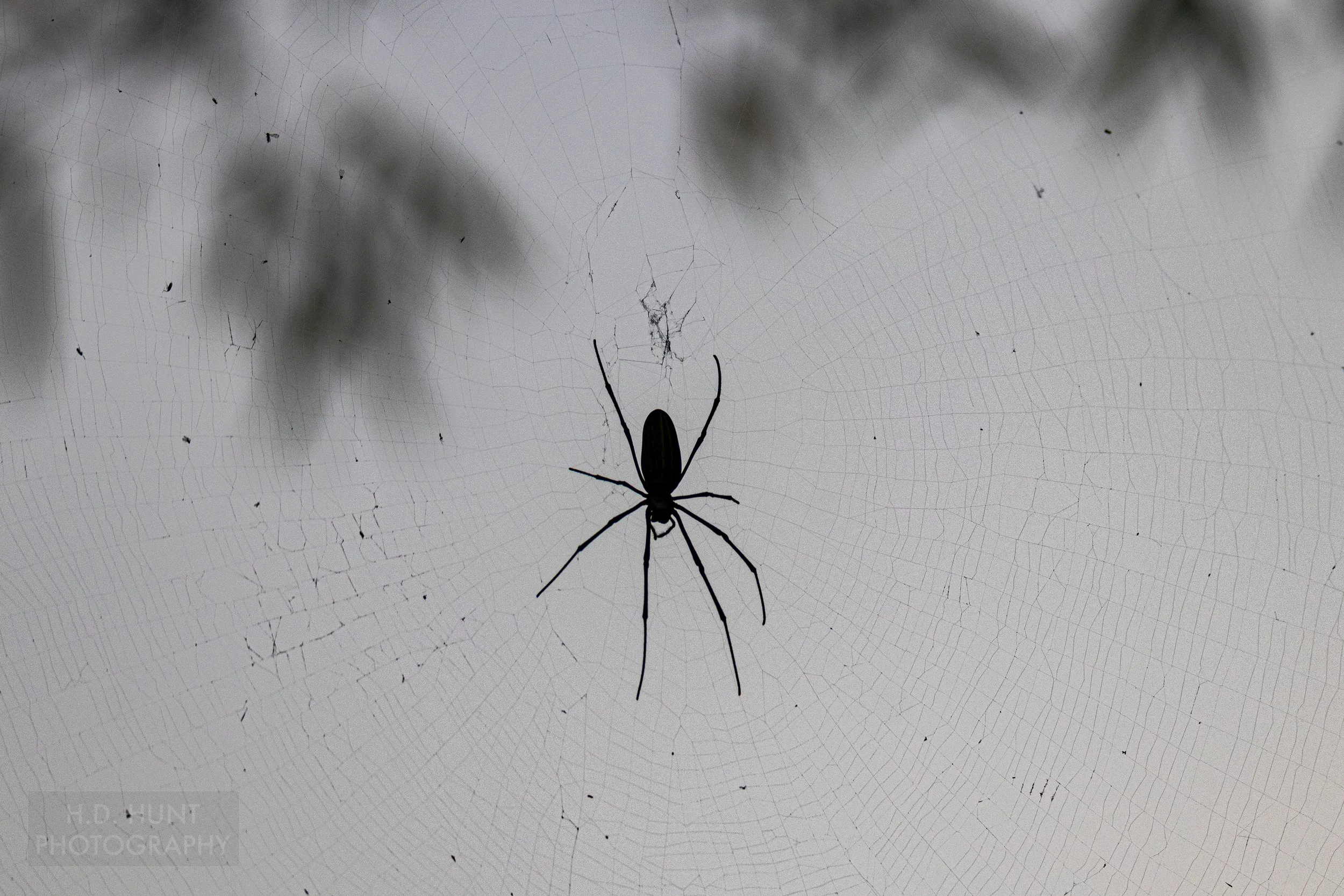 A silhouetted spider spins a web in Bandhavgarh National Park, India.
