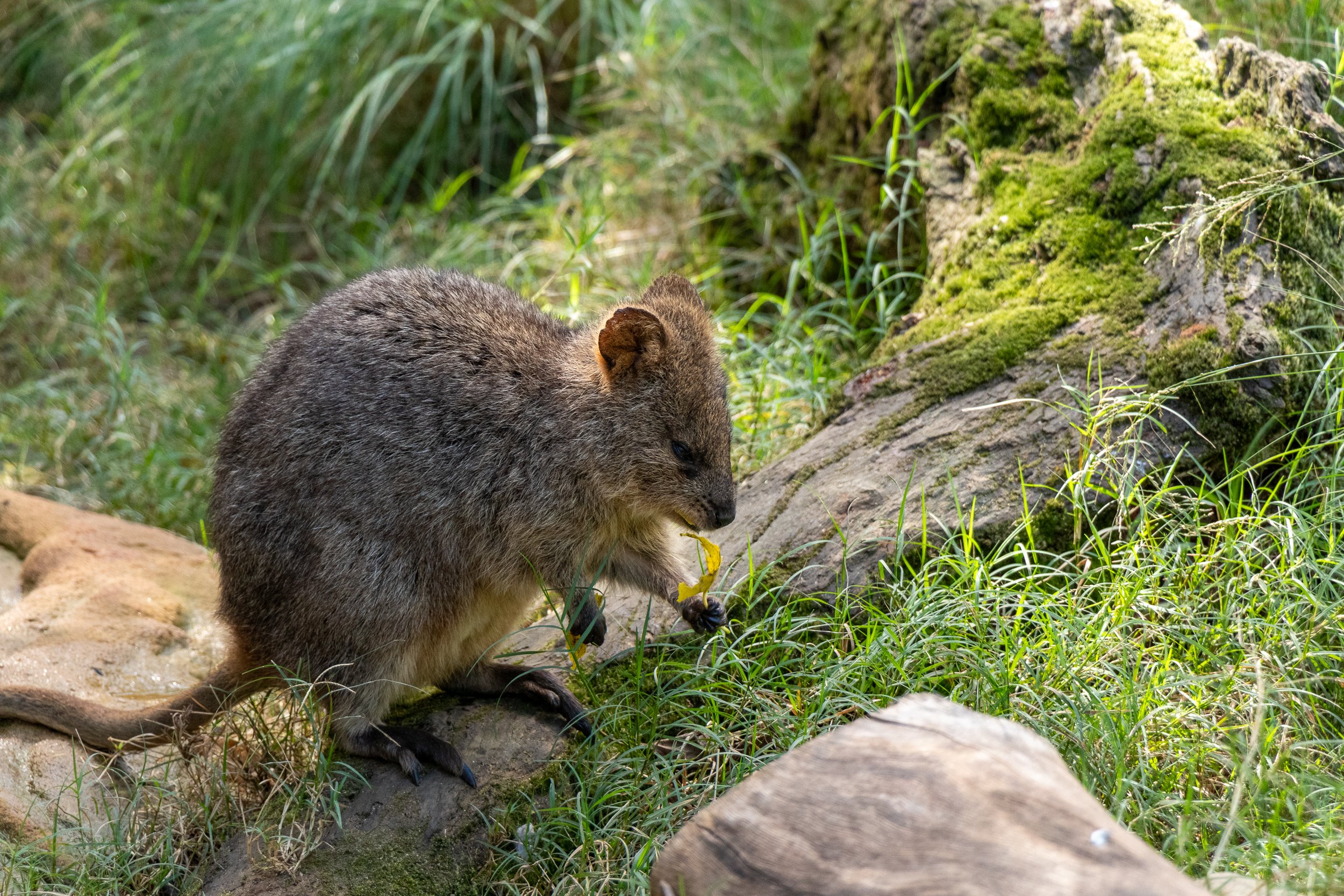 A quokka eats a yellow leaf in a grassy enclosure at Featherdale Wildlife Park, Doonside, Australia.