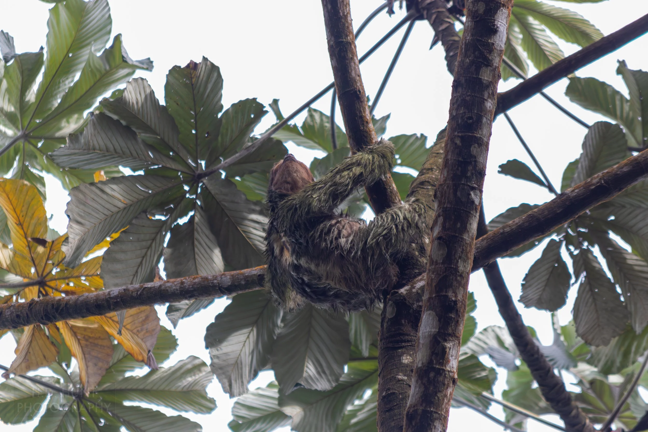 A sloth climbs a tree at La Fortuna Waterfall, La Fortuna, Costa Rica.