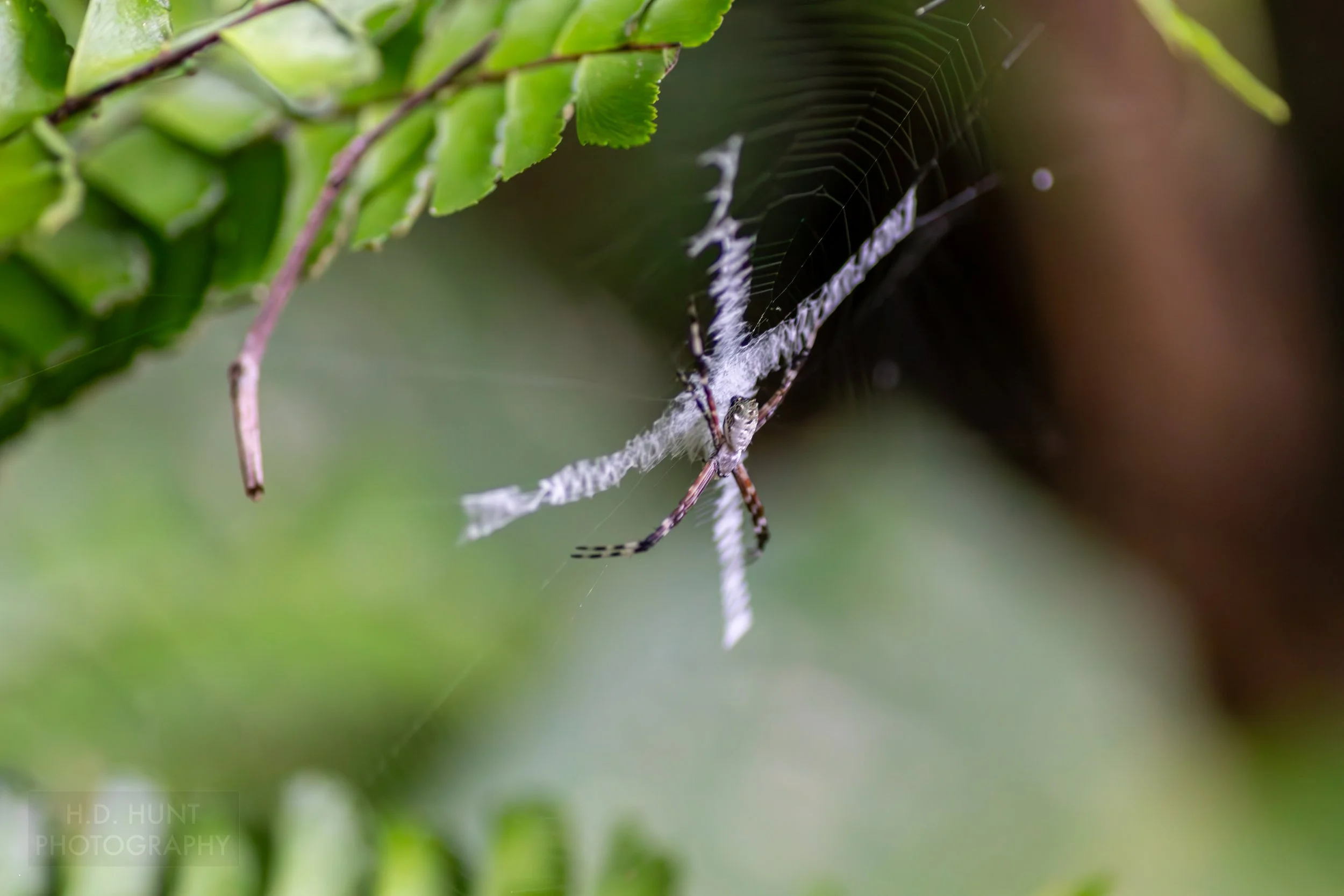 A spider weaves a web in Manuel Antonio National Park, Quepos, Costa Rica.