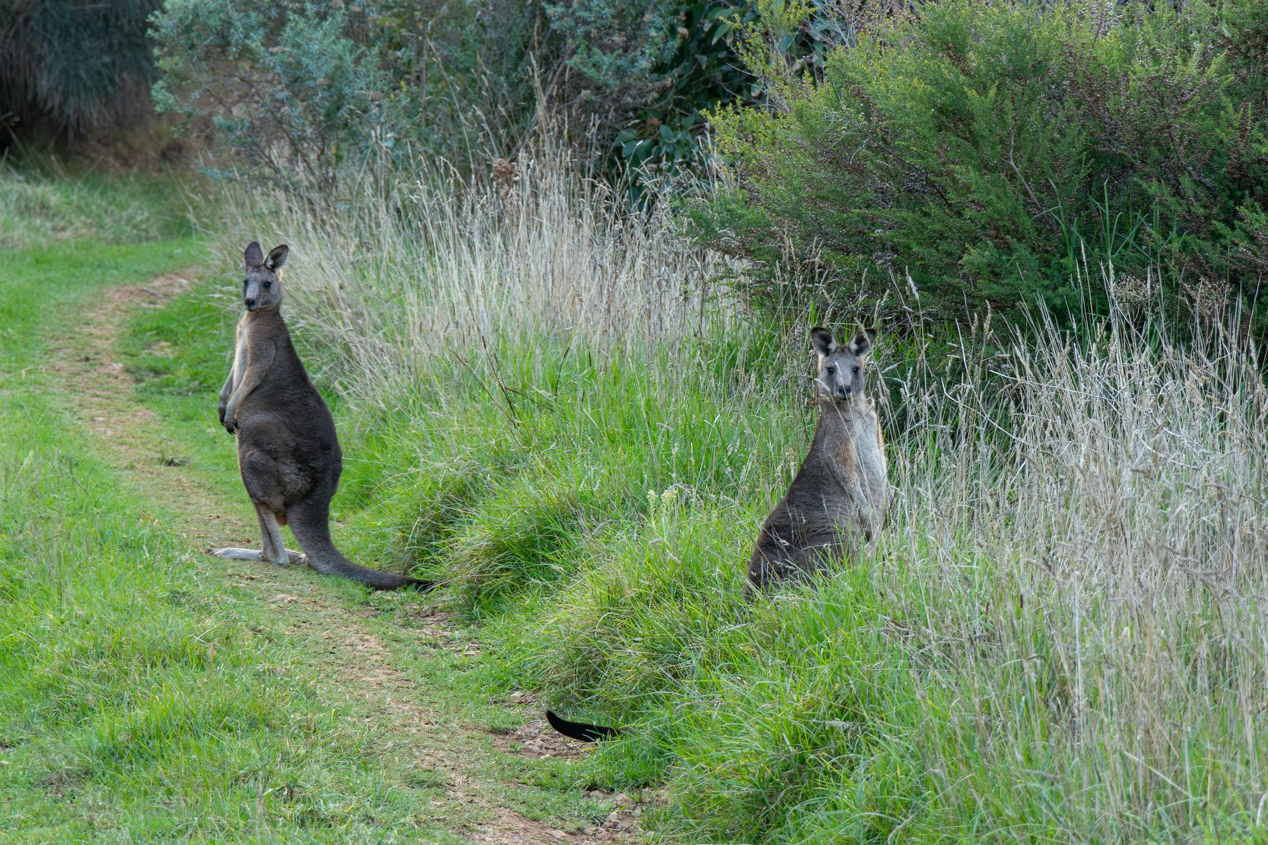 Two kangaroos standing in tall grass alongside a dirt track look forward near Johanna, Victoria, Australia.