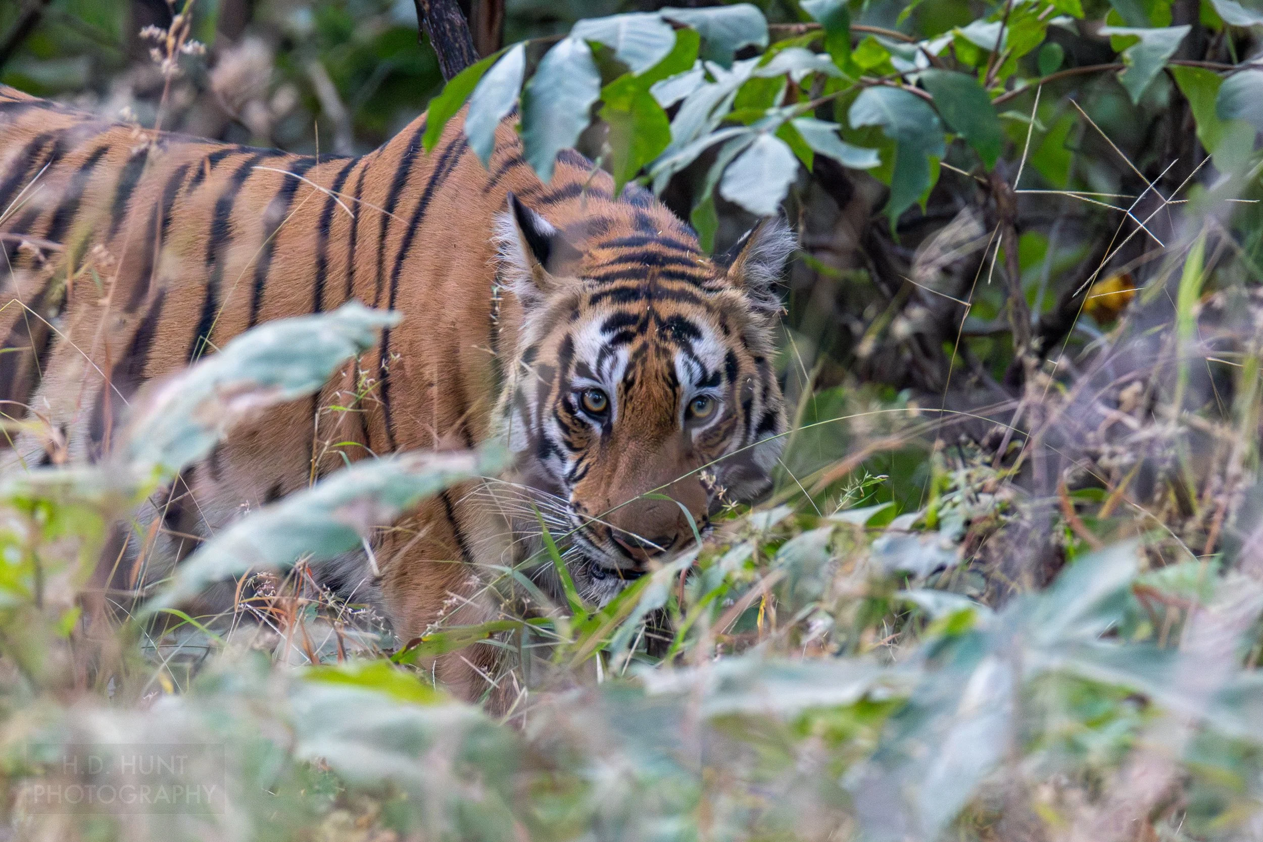 A tiger looks through tall grass in Panna National Park, India.