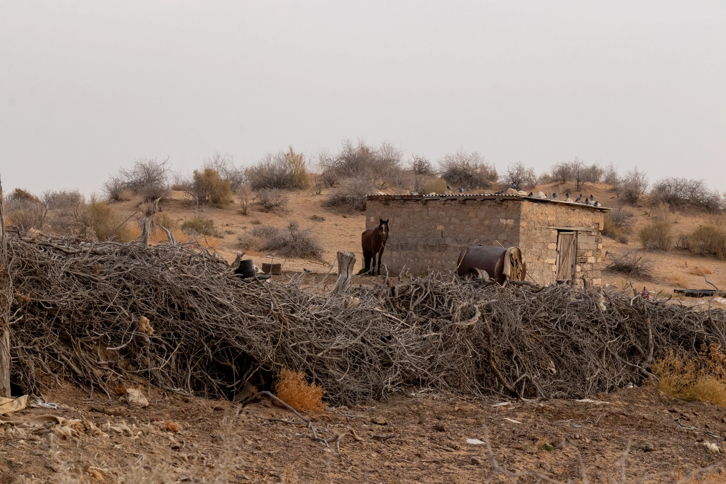 A horse stands next to a small stone shed structure near some dried plant debris in rural Uzbekistan.