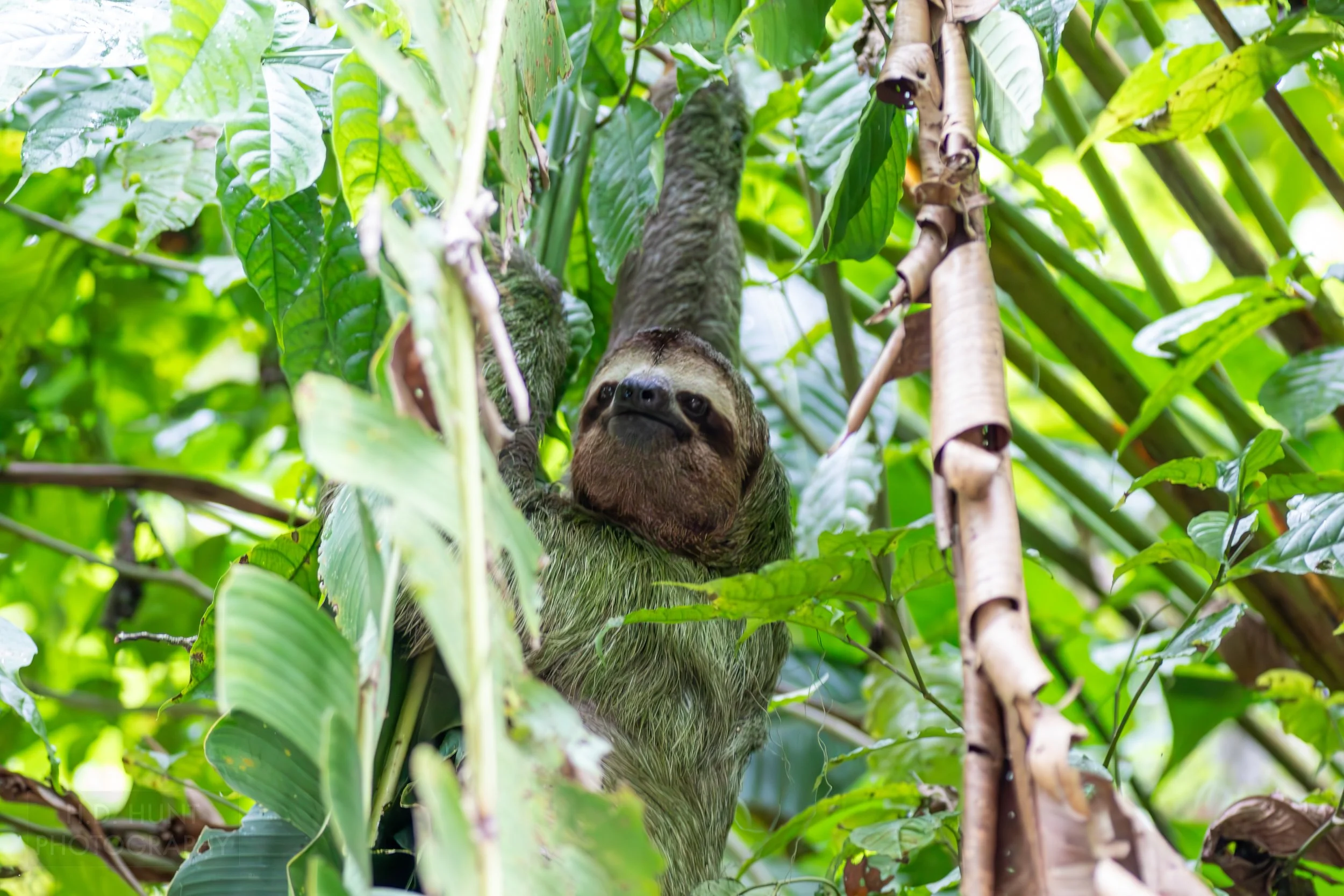 A sloth climbs in a tree in Manuel Antonio National Park, Quepos, Costa Rica.