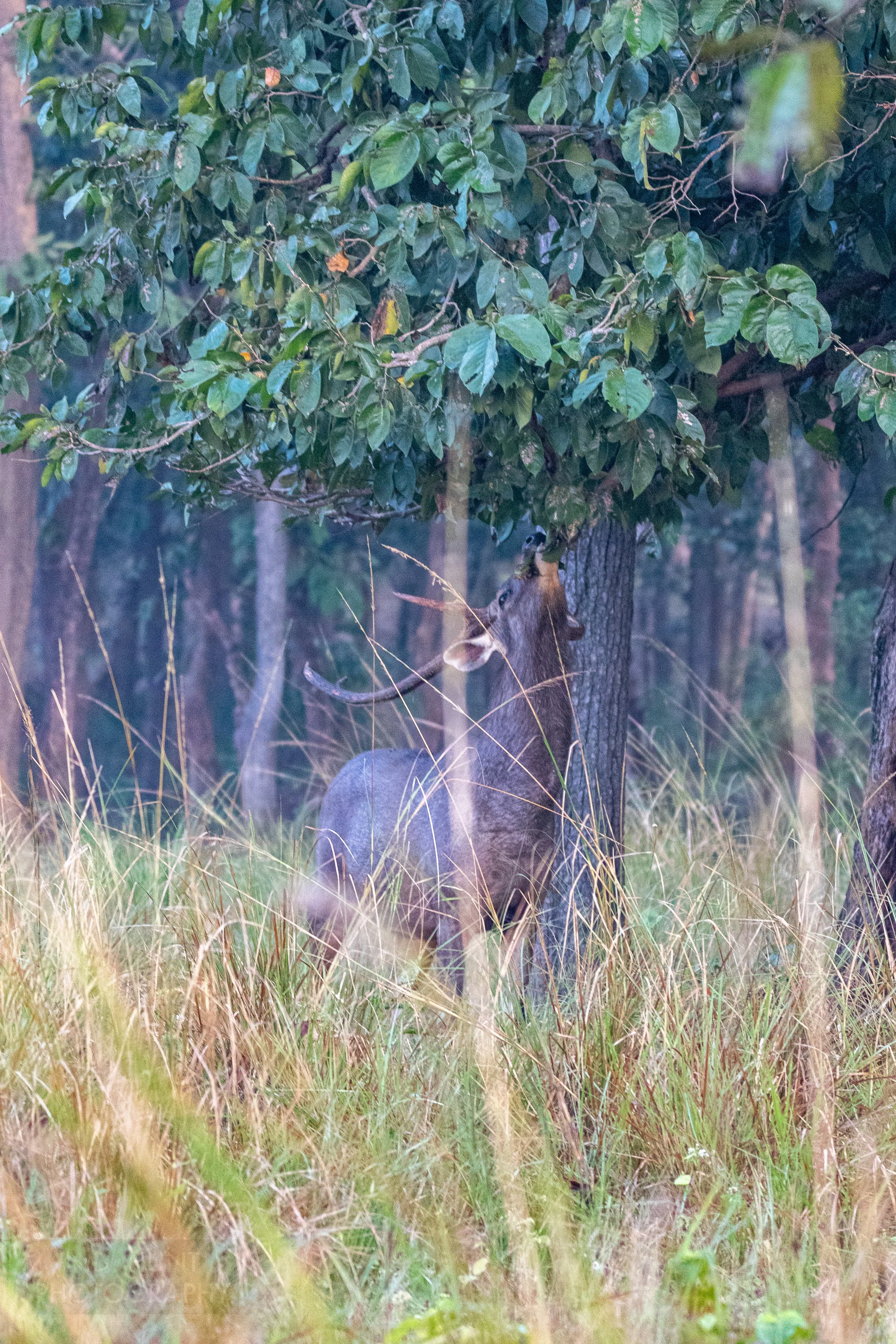 A sambar - a brown-colored deer - reaches up from a grassy meadow to eat a leaf from a tree, Kanha Tiger Reserve, India.