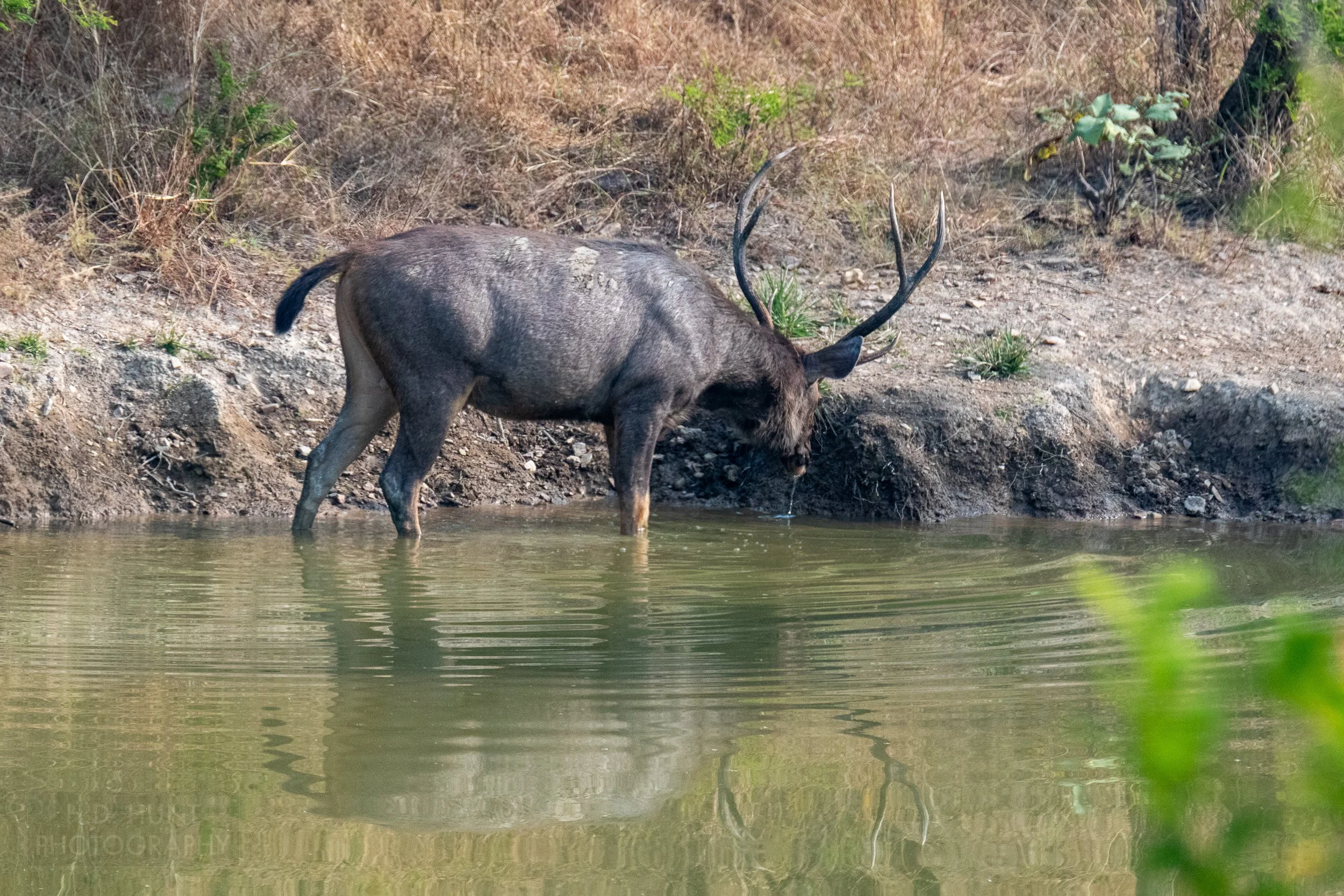 A sambar - a deer-resembling animal with large horns - drinks from a pond in Panna National Park, India.
