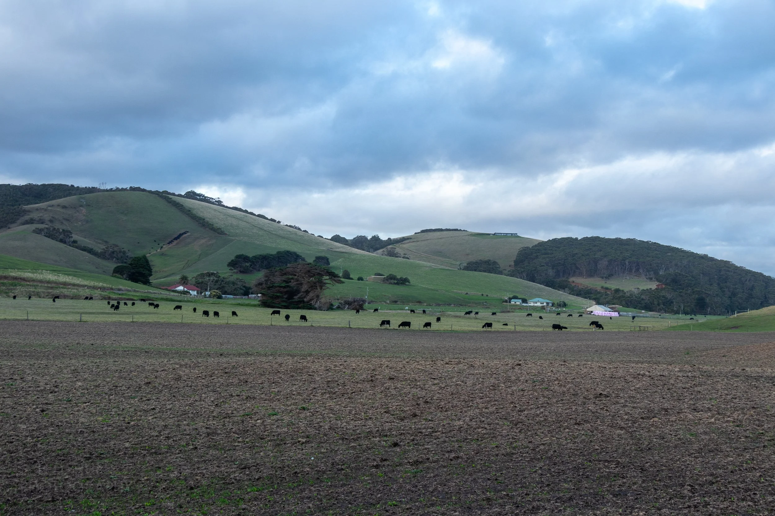 Cattle graze in a field beneath rolling green hills in Johanna, Victoria, Australia.