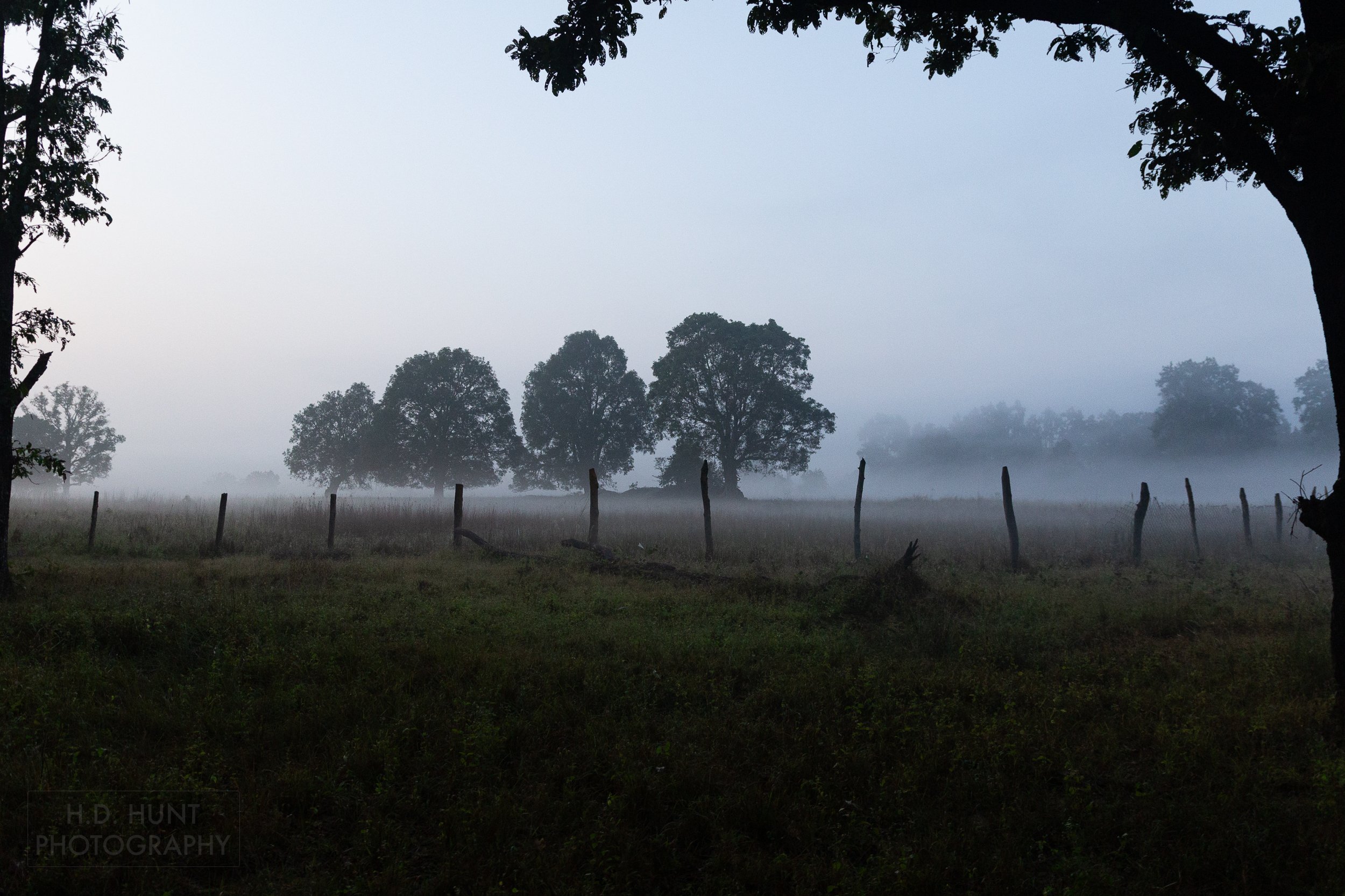 A wood-and-wire fence stands in the foreground of a fog-covered field with several trees in it, Kanha Tiger Reserve, India.