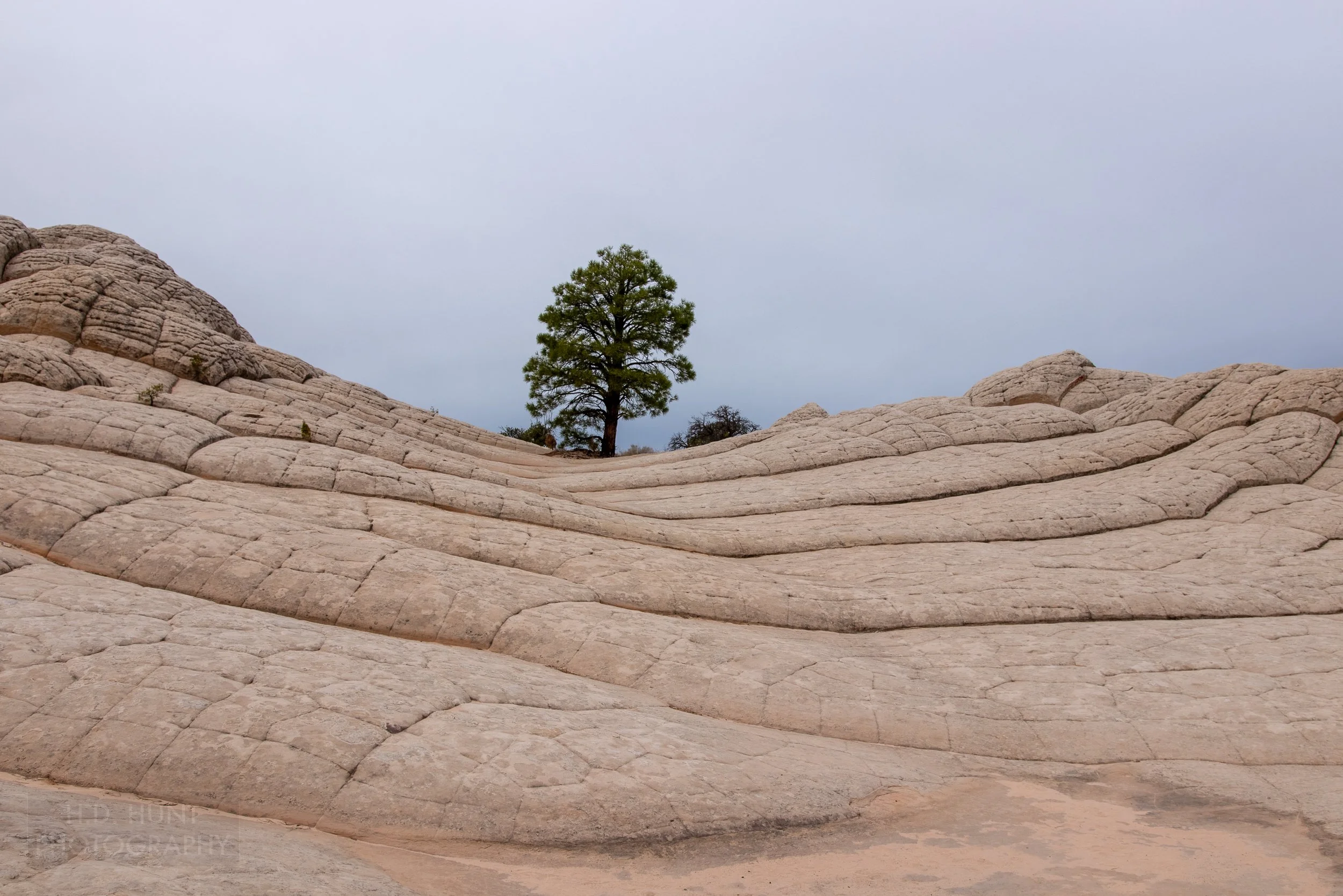 Heavily folded white rock rises to a spot where a pine tree grows, White Pocket, Vermillion Cliffs National Monument, Arizona, United States.