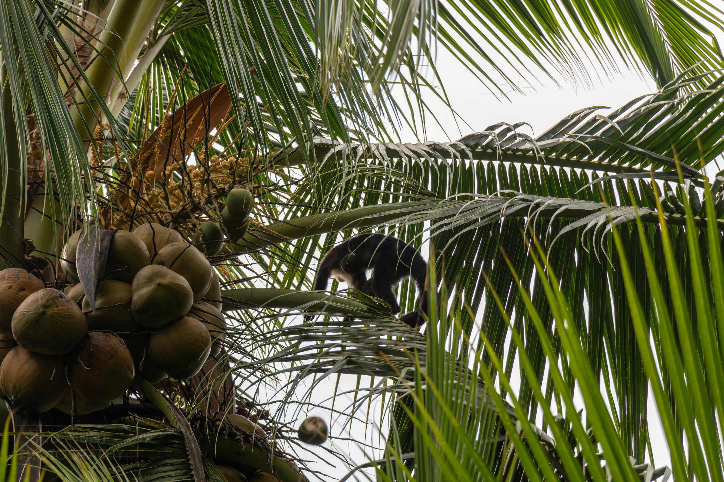 A capuchin monkey pushes a nut off of a tree in the mangrove swamps outside Quepos, Costa Rica.