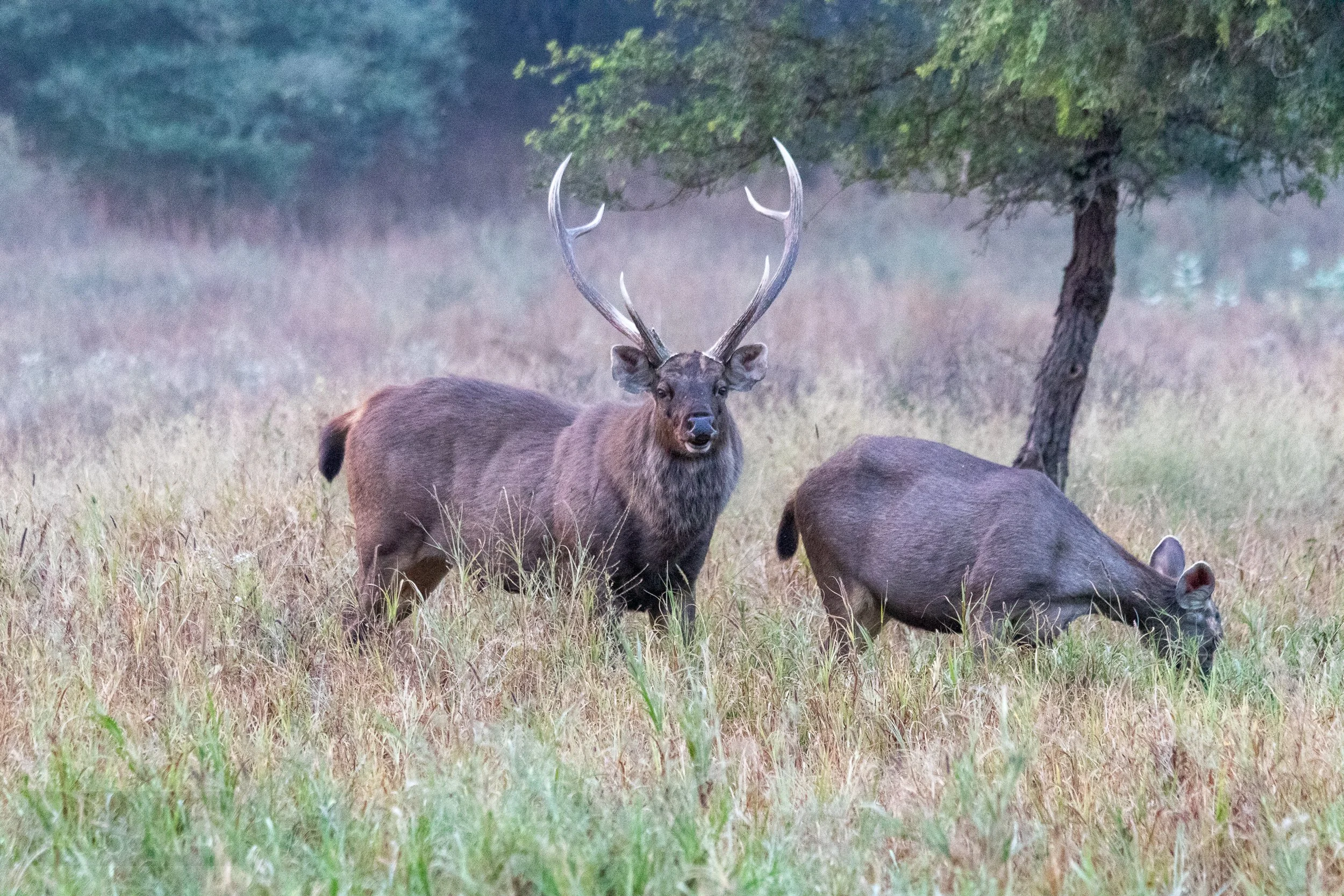 Two large mammals with tall horns are seen grazing at the Jhalana Leopard Reserve, Jaipur, India.