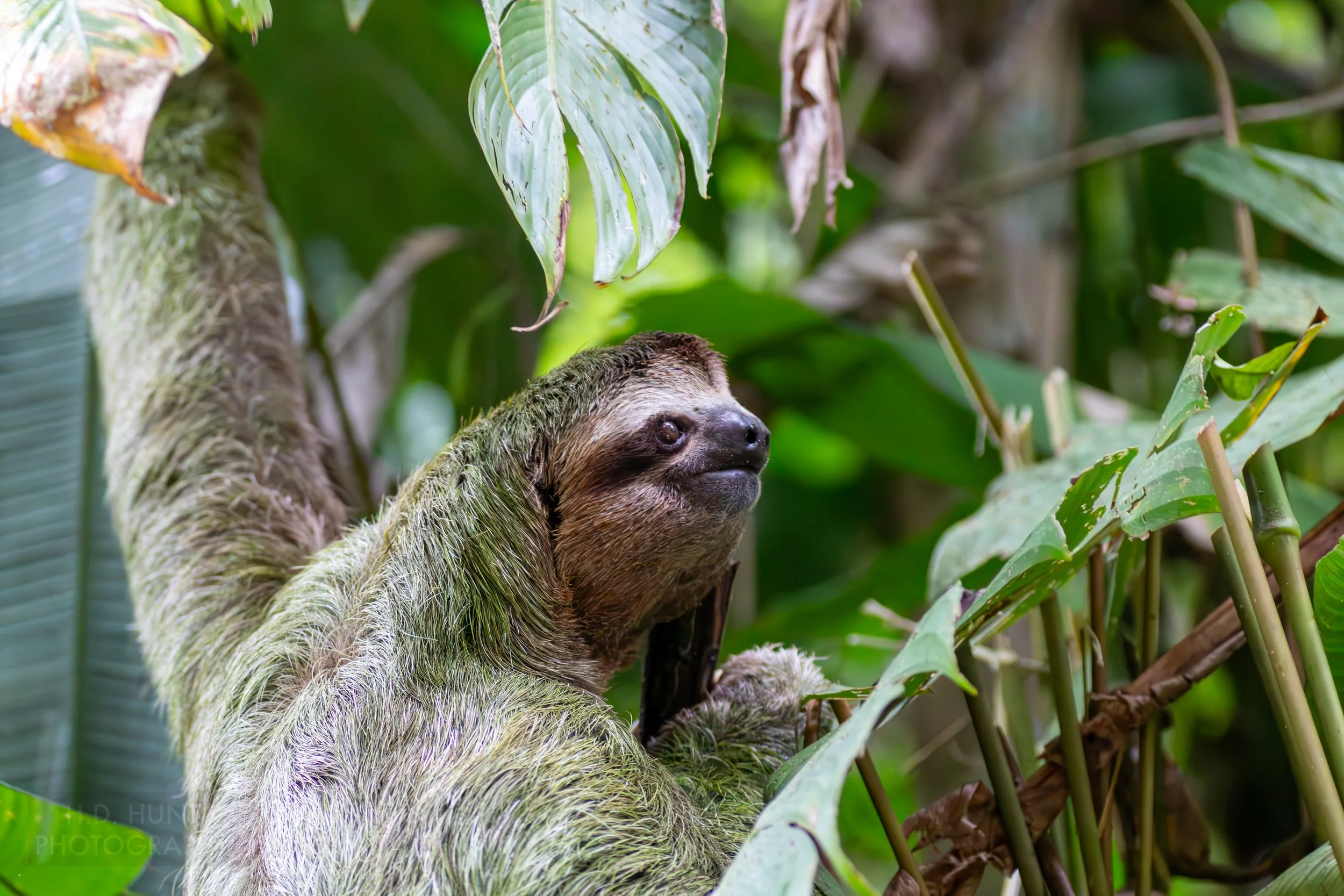 A sloth climbs in a tree in Manuel Antonio National Park, Quepos, Costa Rica.