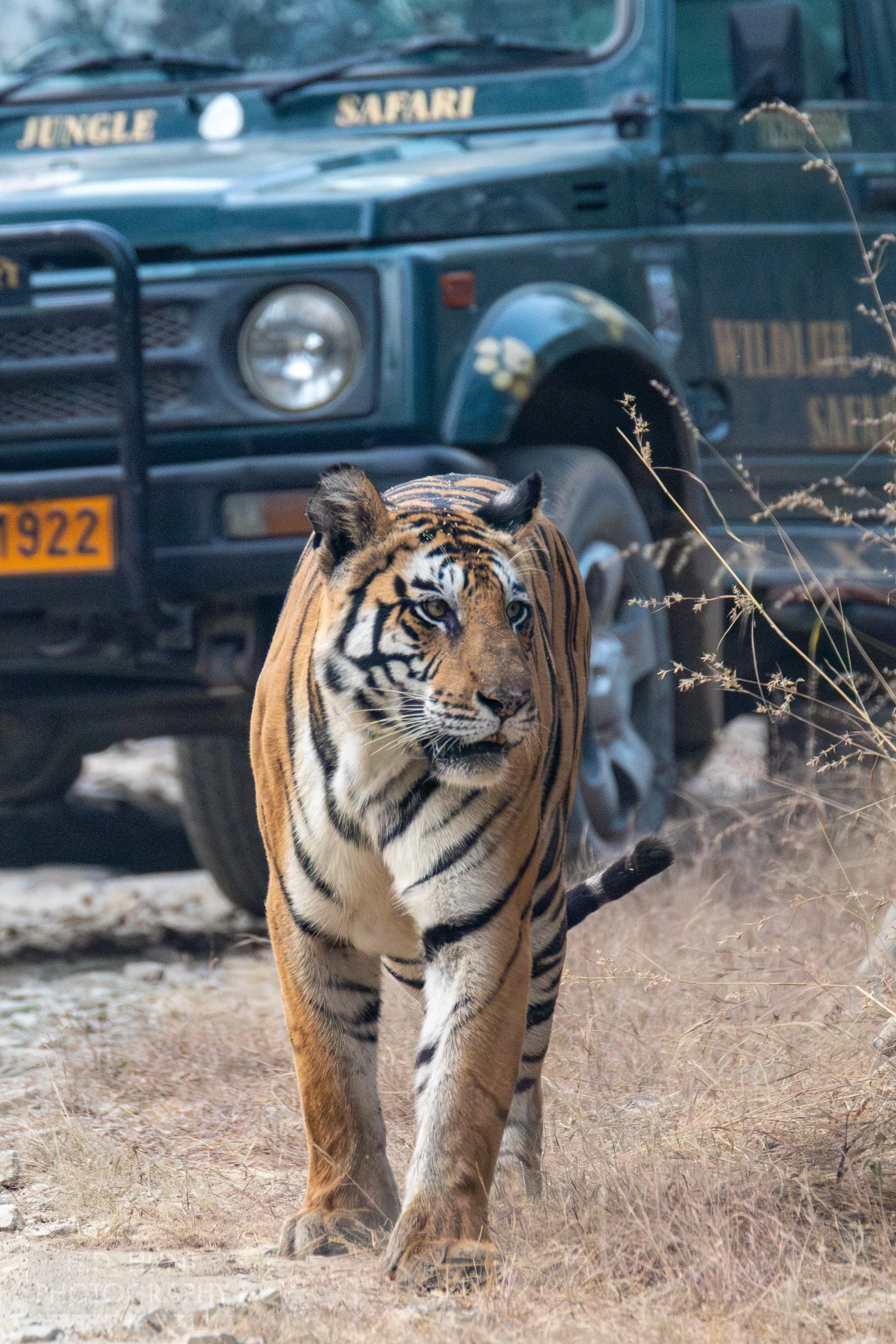 A tiger walks along a dirt road next to yellow grass in front of a jeep-like vehicle in Panna National Park, India.