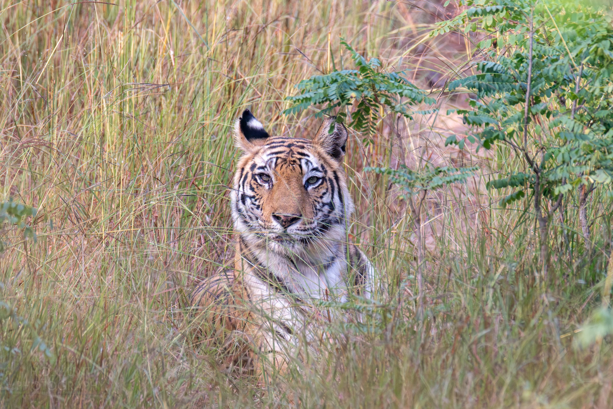 A tigress named Dotty looks forward while laying in tall grass in Bandhavgarh National Park, India.