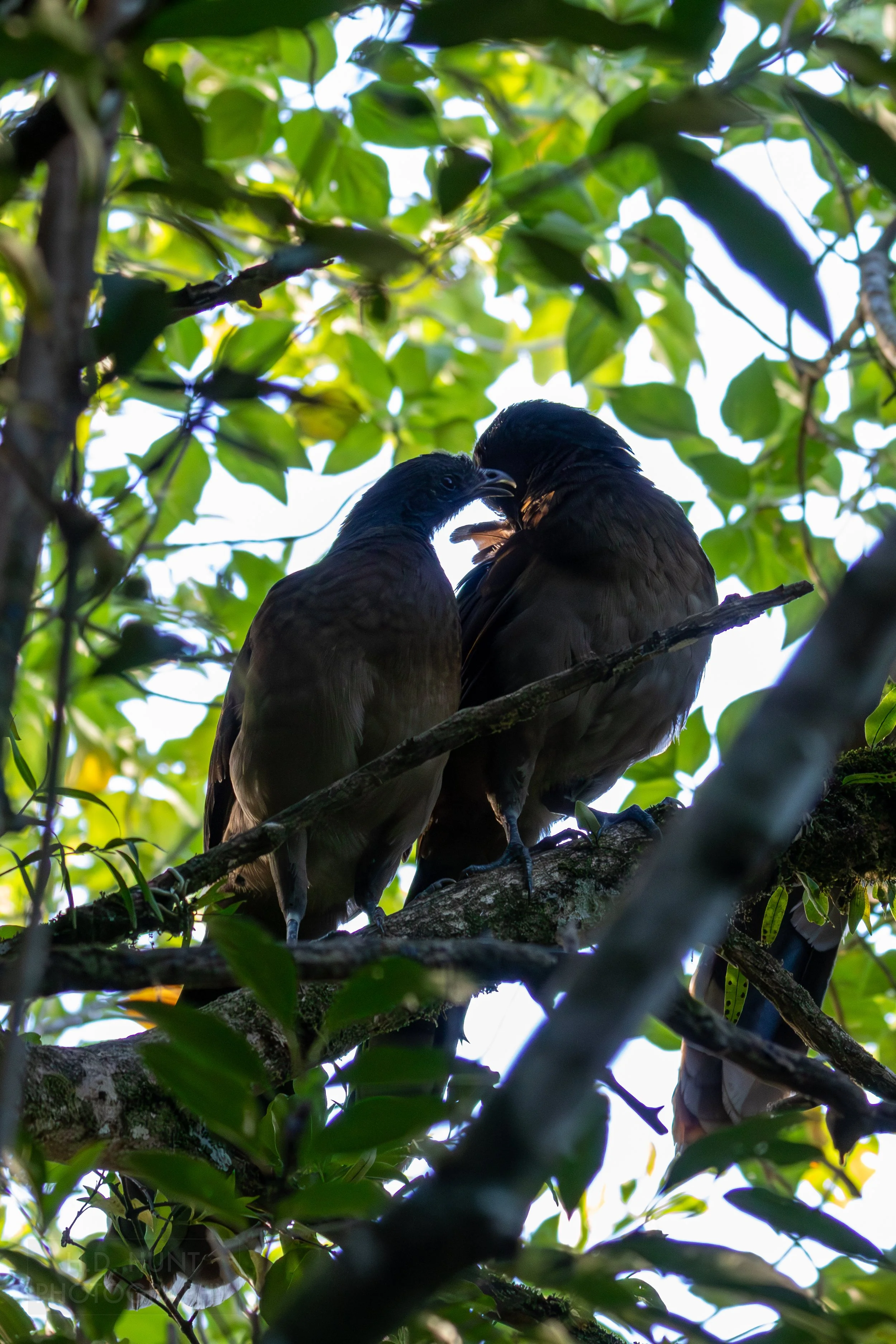 A pair of chachalacas sit in a branch in Monteverde, Costa Rica.