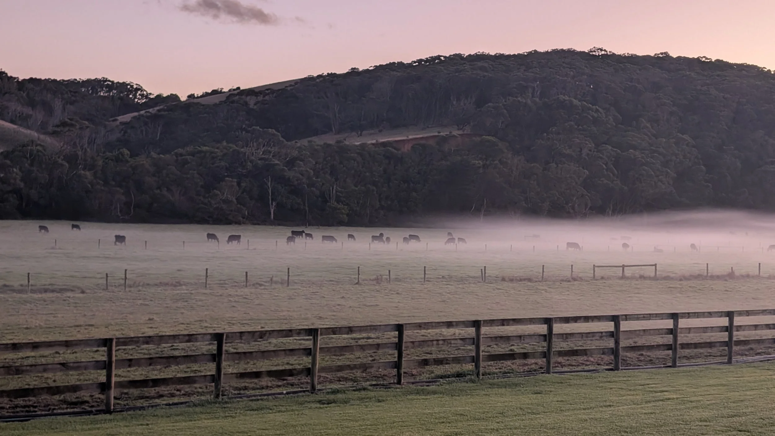 Cows graze in a field in Johanna, Victoria, Australia.