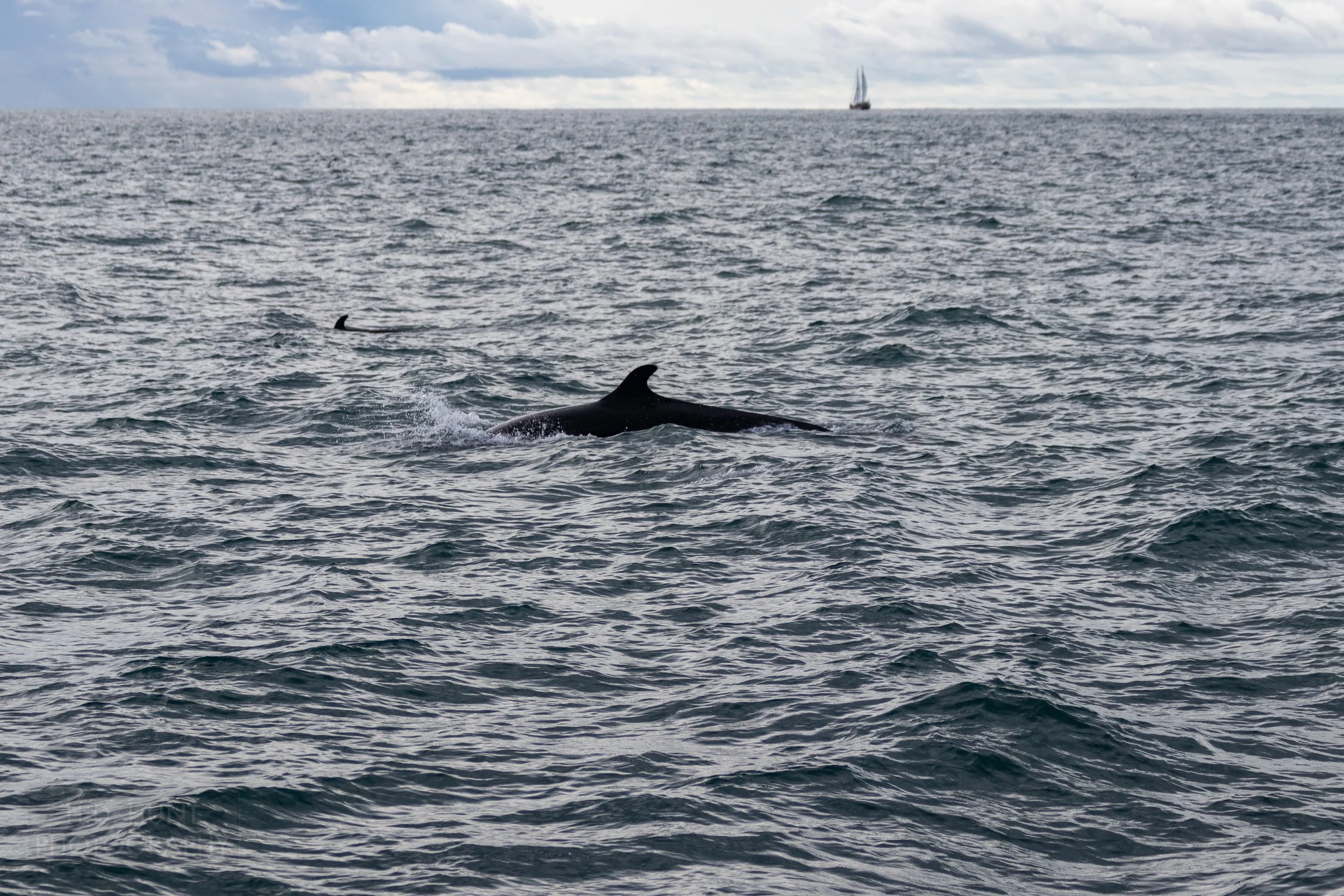 A false killer whale plies the waters off of Quepos, Costa Rica.
