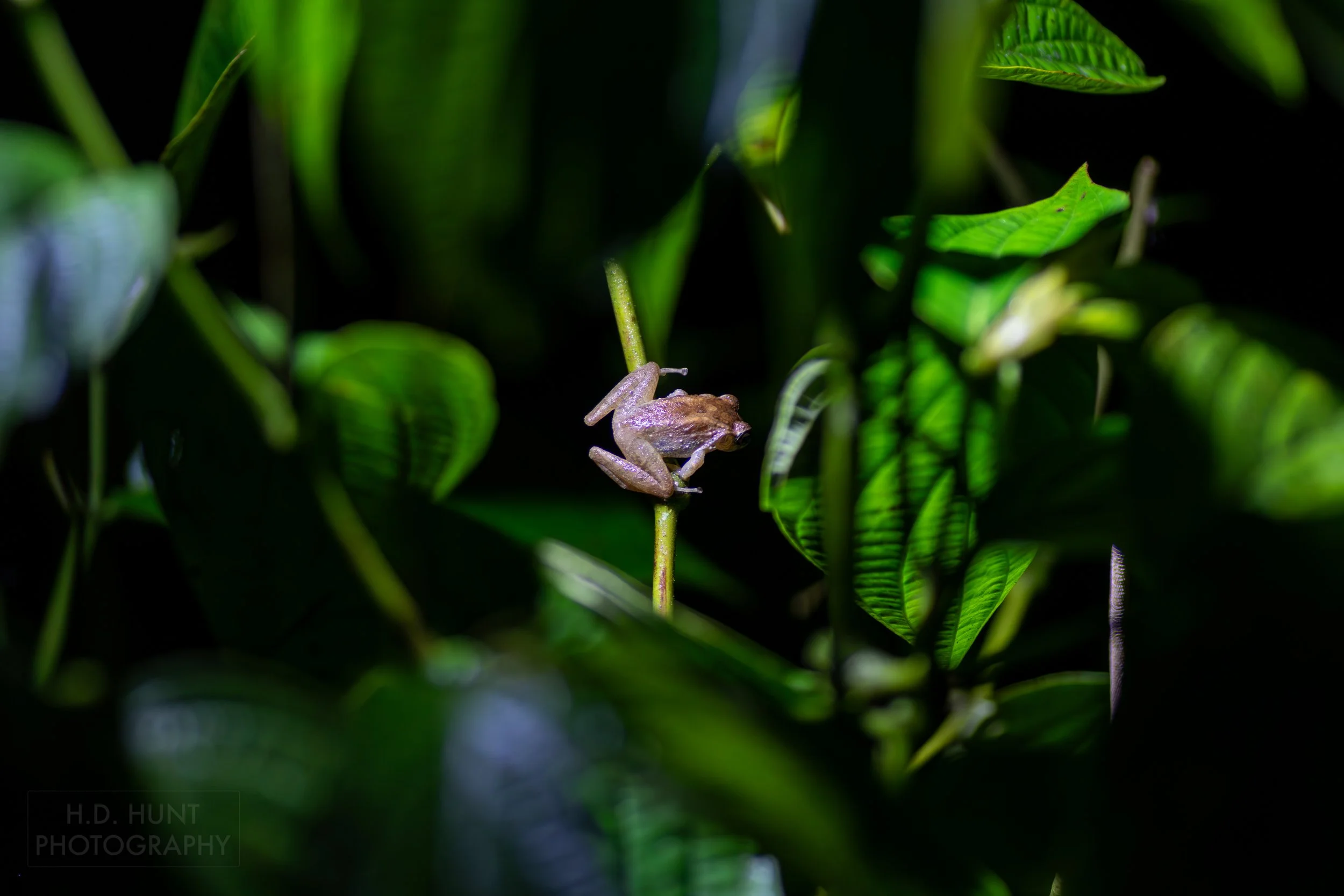 A common tink frog sits on a branch in the jungle forest beneath Arenal Volcano, La Fortuna, Costa Rica.