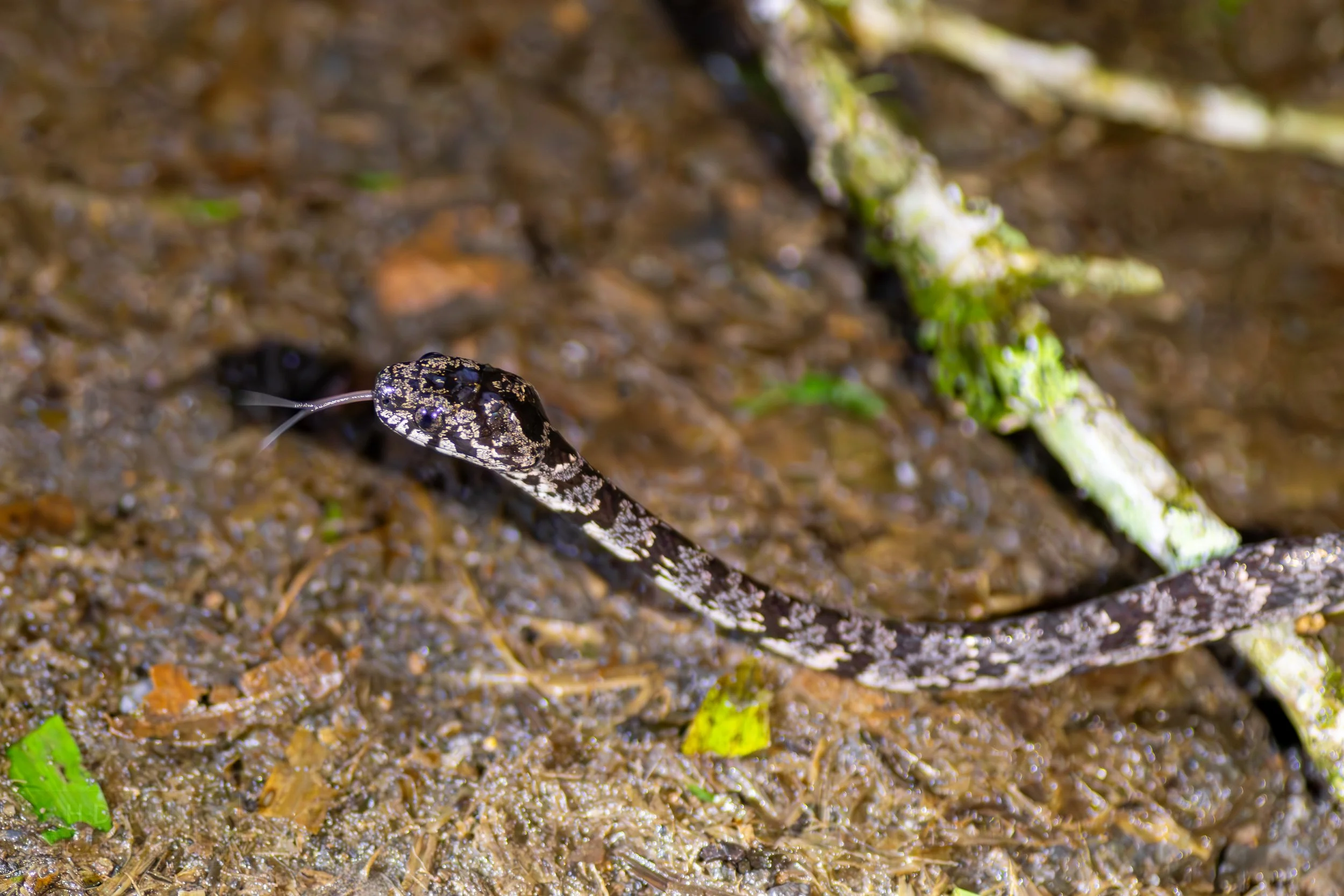 A cloudy snail-eating snake sticks its tongue out during a night walk in the jungle beneath Arenal Volcano, La Fortuna, Costa Rica.