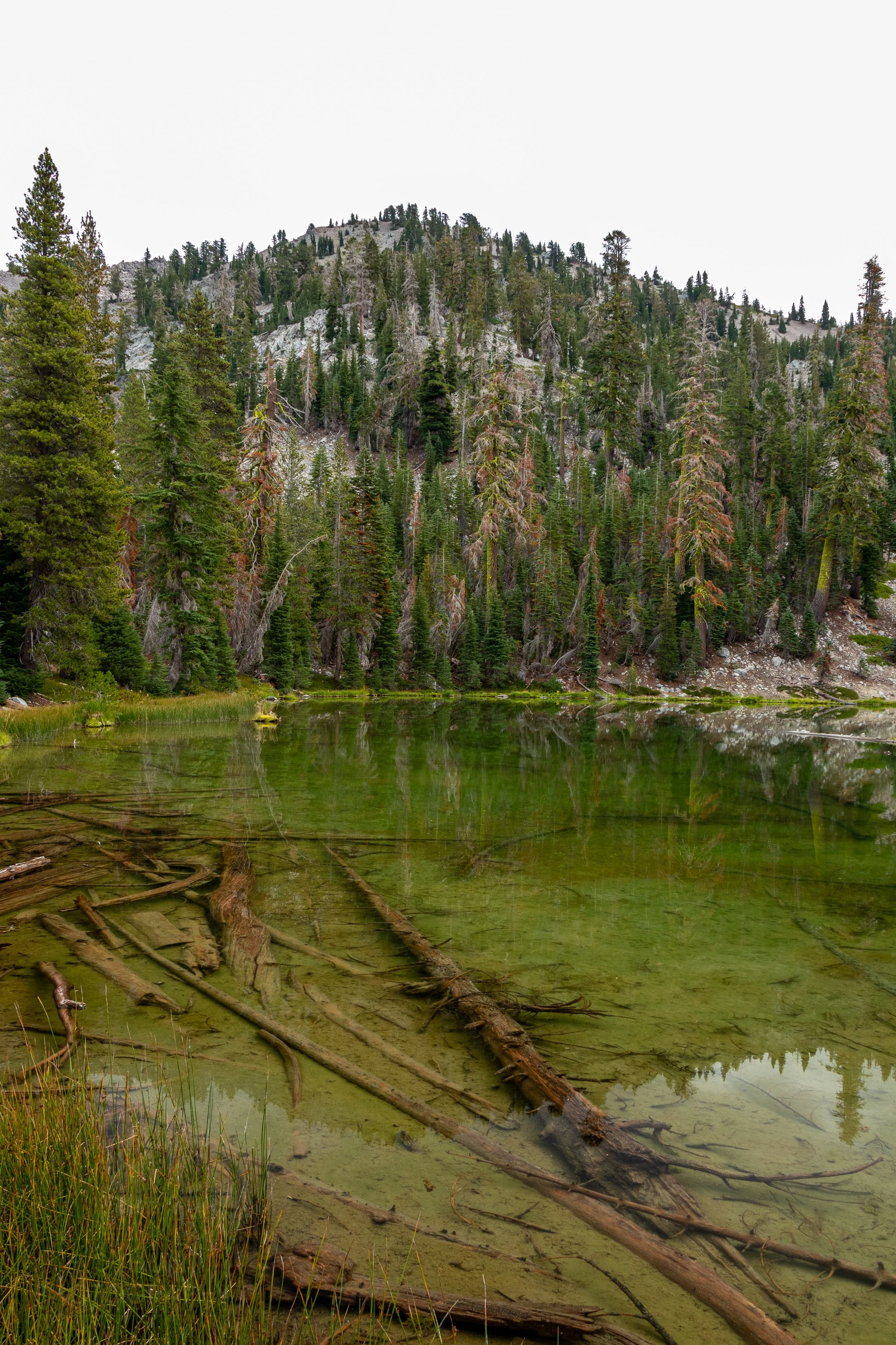 A clear green lake filled with downed trees is seen in front of a tall pine tree-covered rocky hill, Lassen Volcanic National Park, California, United States.