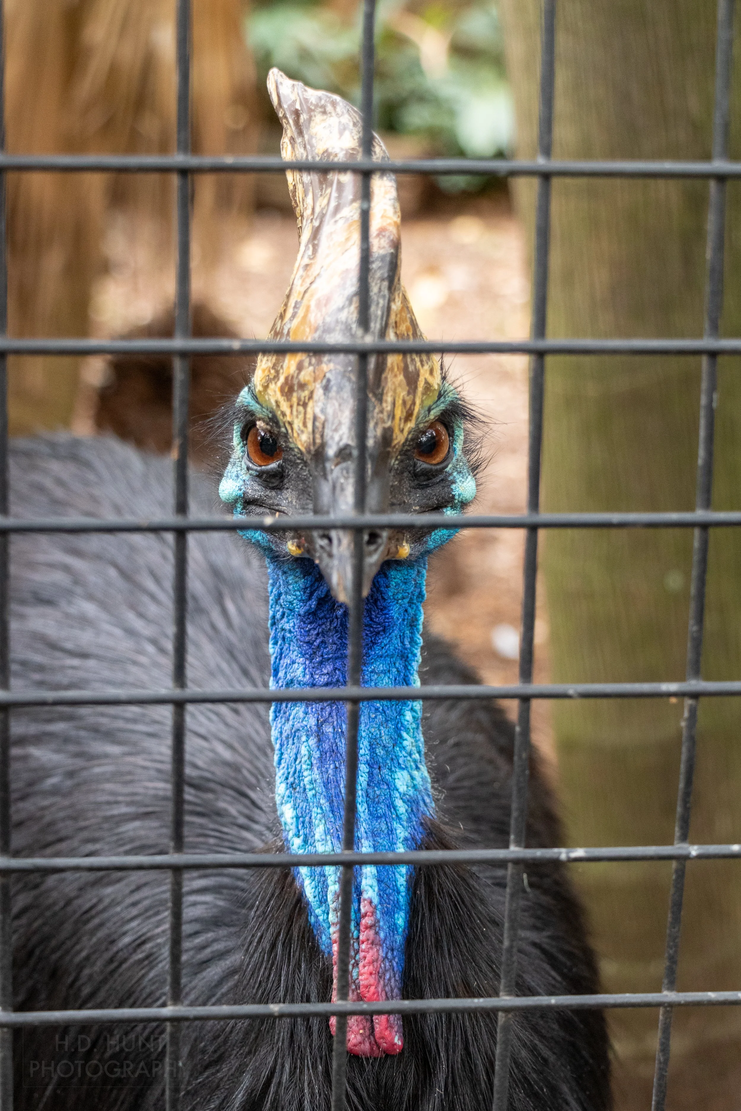 A southern cassowary looks through a metal wire fence, Featherdale Wildlife Park, Doonside, Australia.